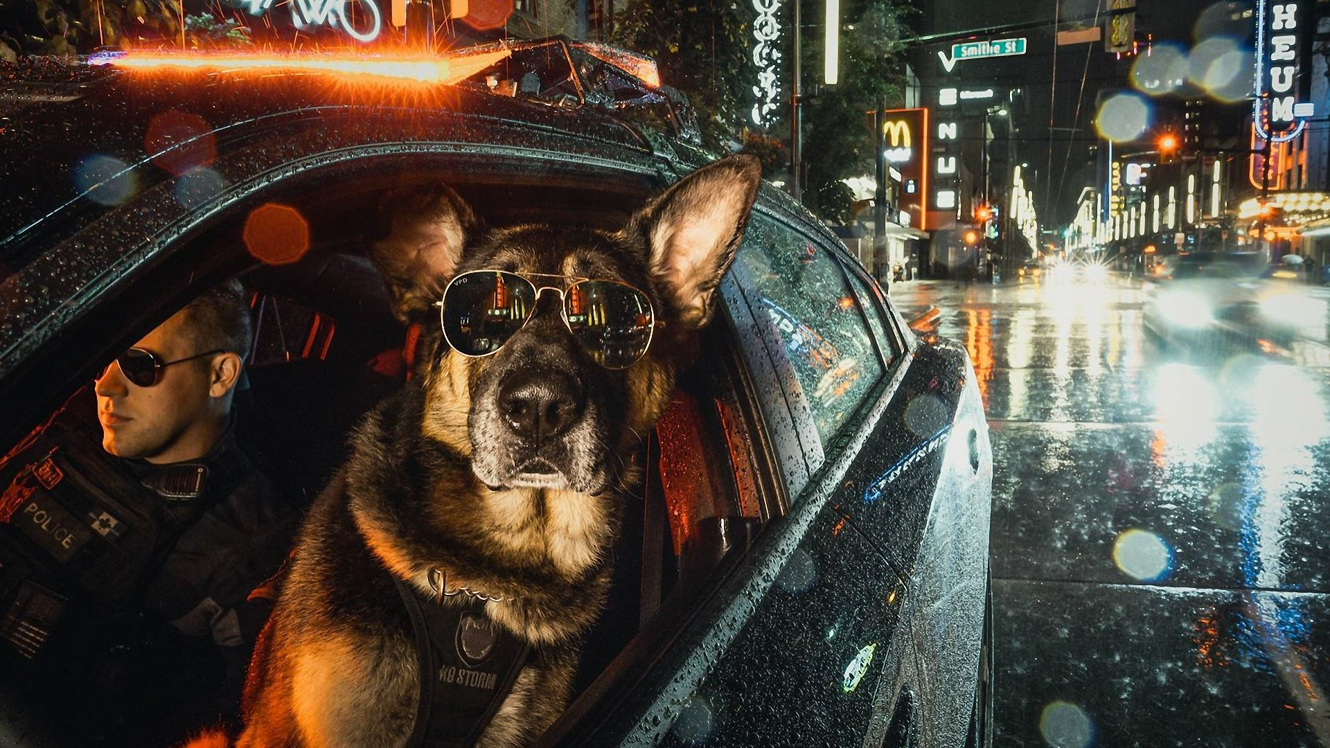1920x1080 Cool K9 Police Dog with Sunglasses