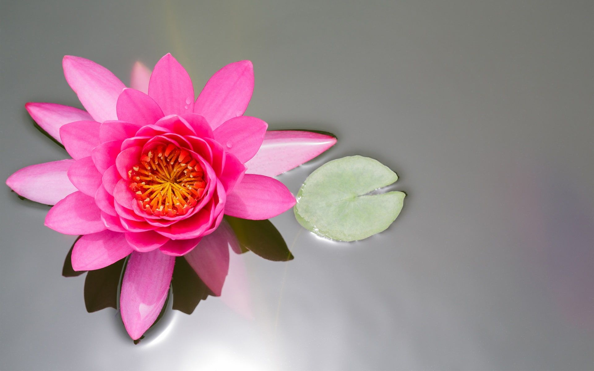 1920x1200 Pink flower, lotus, pond, water lily, leaf #Pink #Flower #Lotus #Pond #Water #Lily #Leaf #1080P #wallpaper #hdwallpaper #desktop | Water lily, Lily, Pink flowers