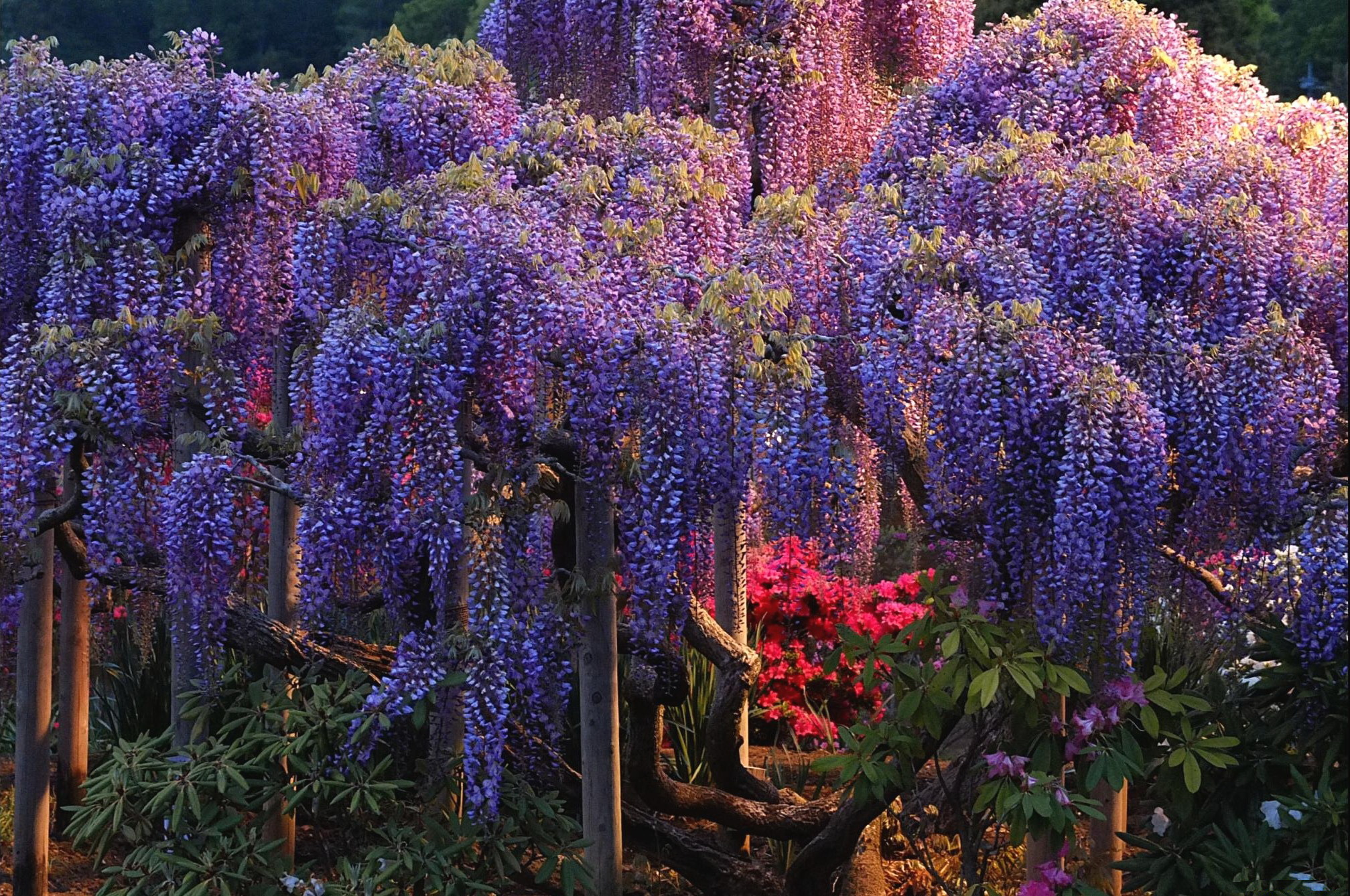 2015x1338 30+ Wisteria HD Wallpapers and Backgrounds