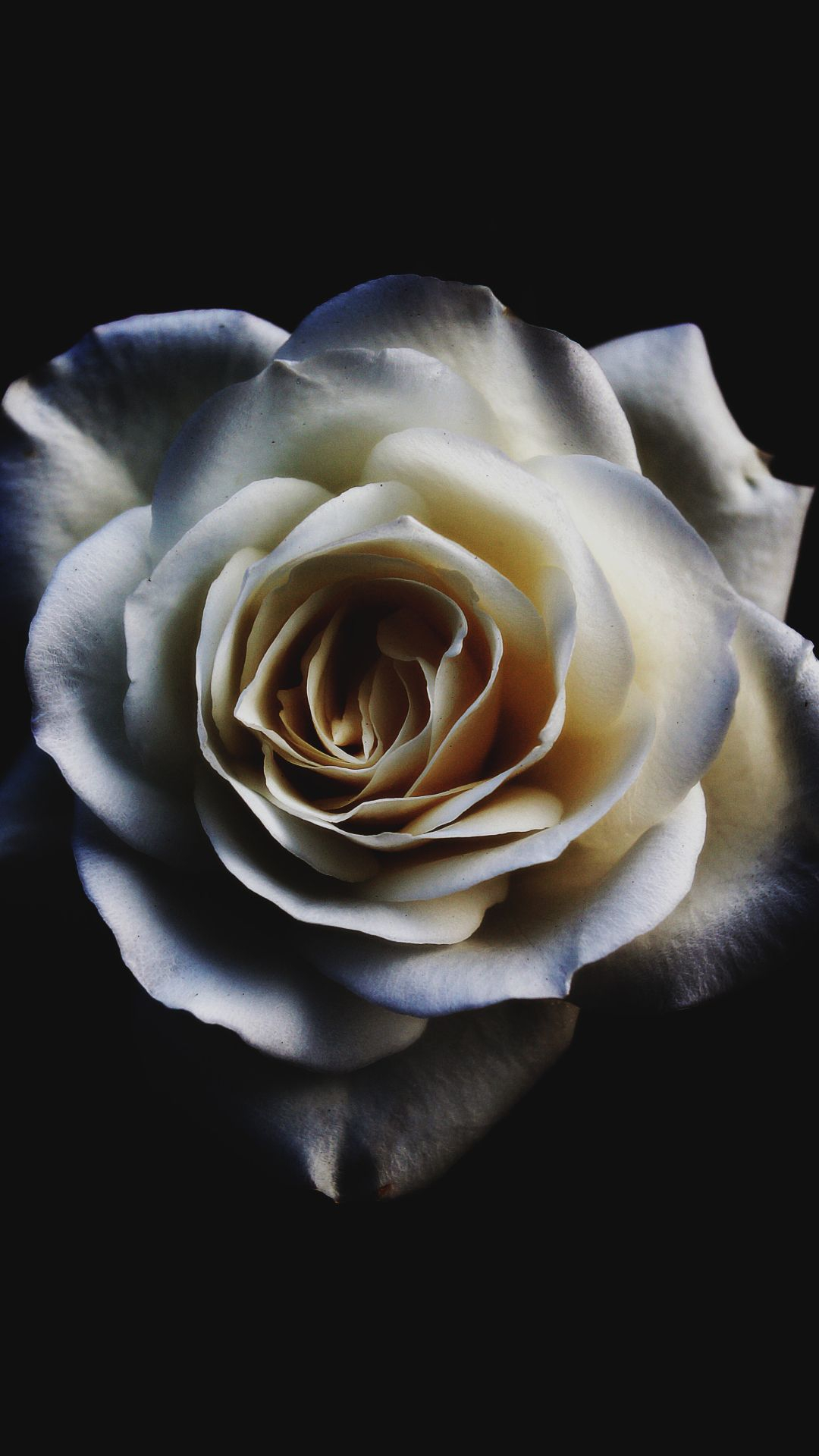 1080x1920 24 White Rose iPhone Wallpapers Wallpaperboat