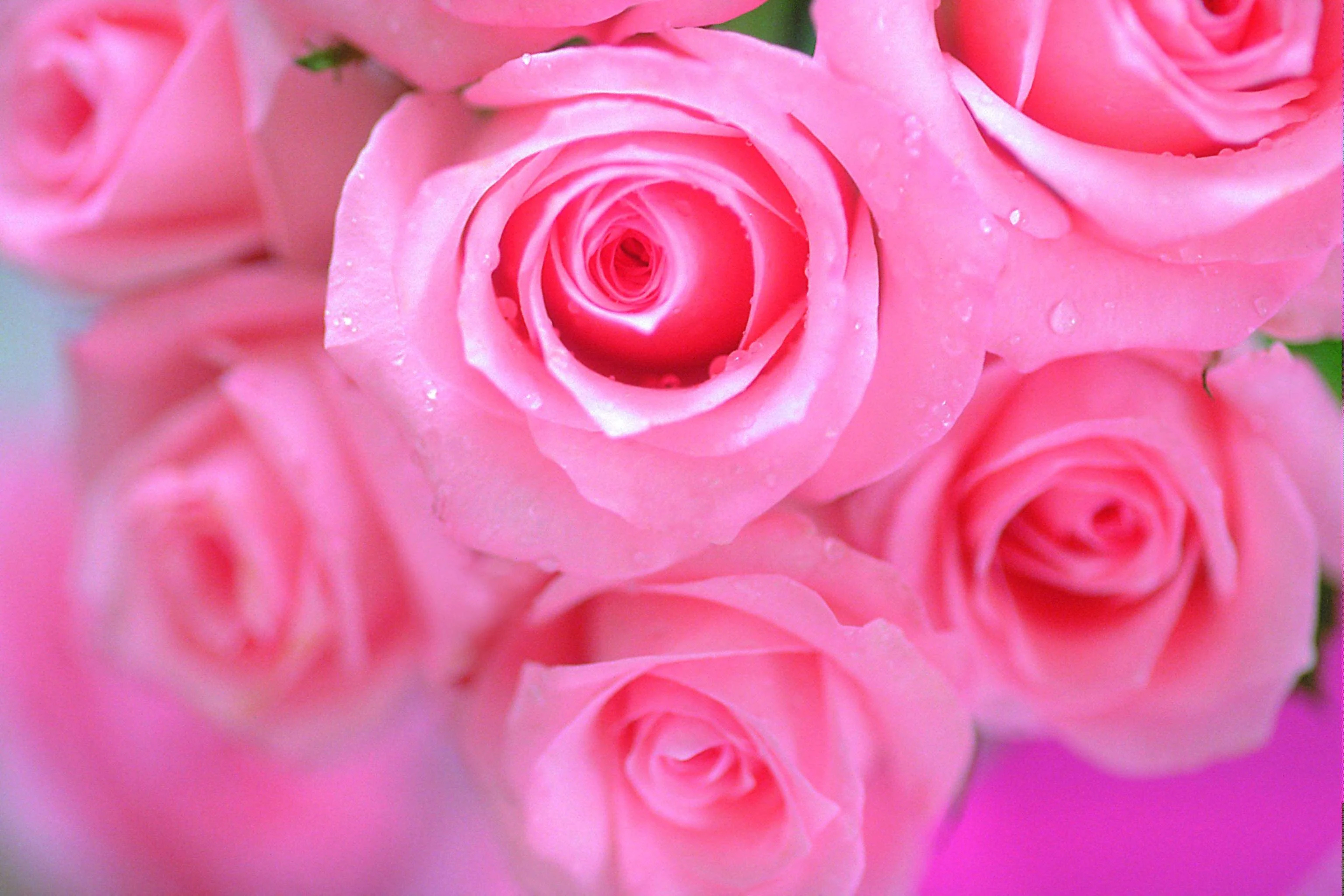 3072x2048 Beautiful Pink Roses Wallpapers Top Free Beautiful Pink Roses Backgrounds