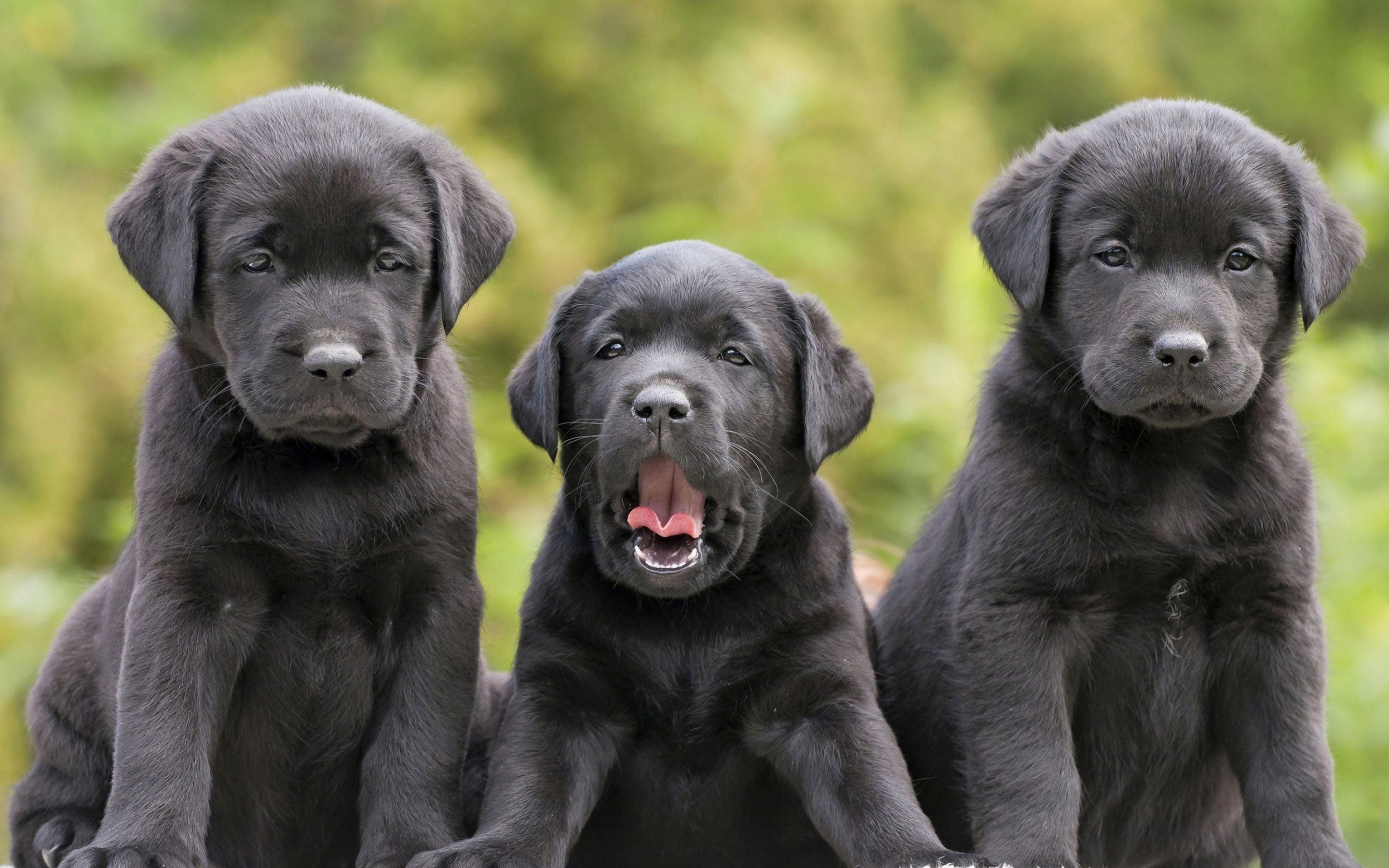 2880x1800 Cute Black Lab Puppies Wallpapers