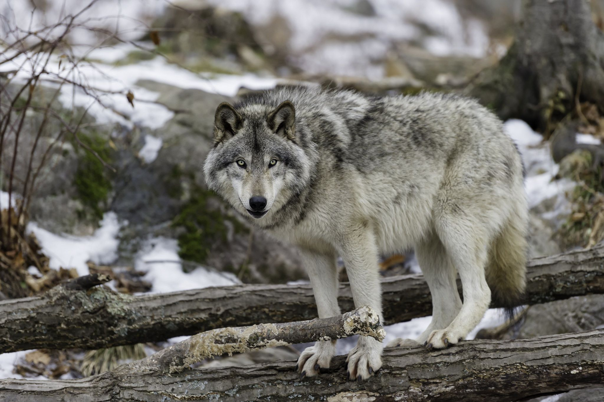 2048x1363 A timber | Timber wolf, Wolf dog, Animals