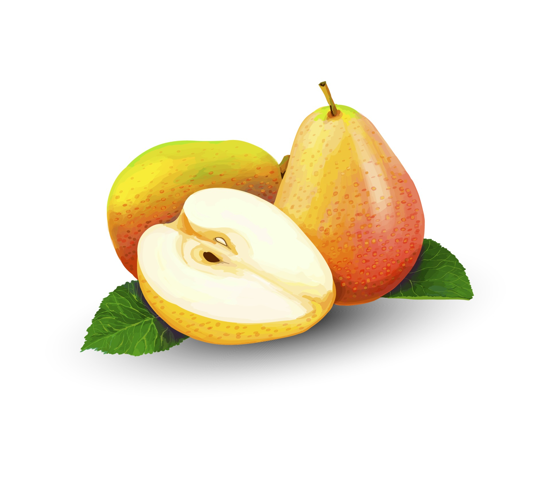 1920x1680 Pear whole and slices sweet fruit on a white background Vector realistic illustration 2492419 Vector Art