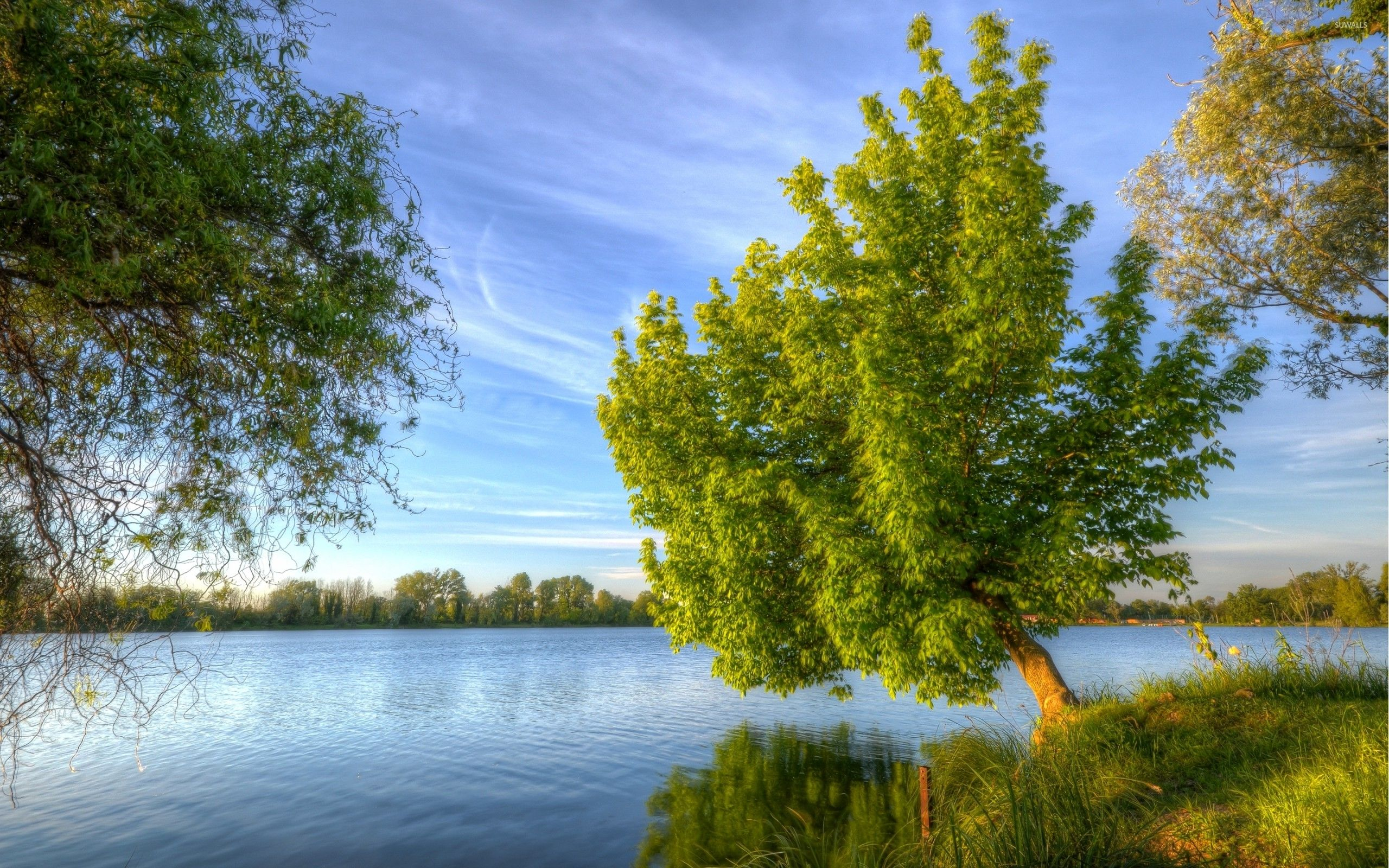 2560x1600 Trees Water Wallpapers Top Free Trees Water Backgrounds