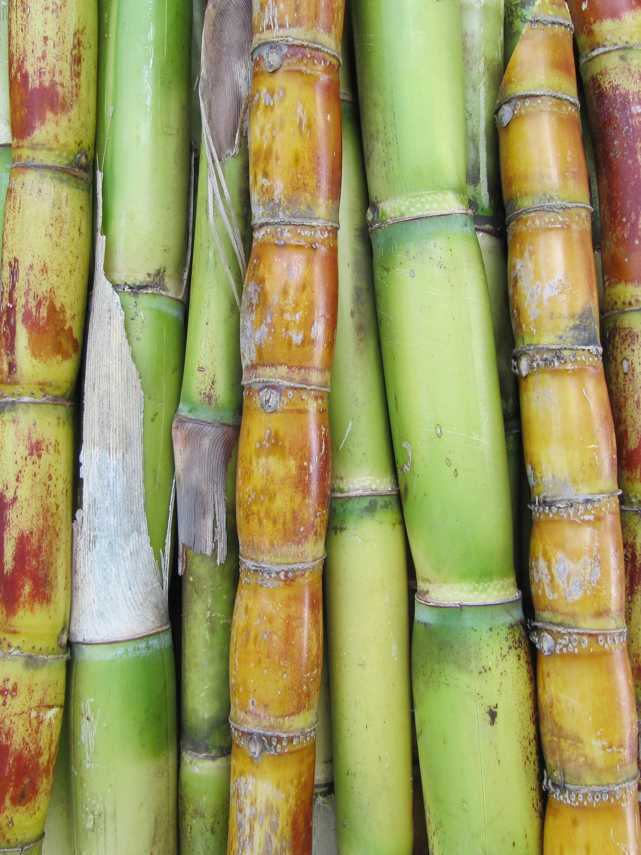 2048x2732 Sugar Cane Wallpapers Top Free Sugar Cane Backgrounds