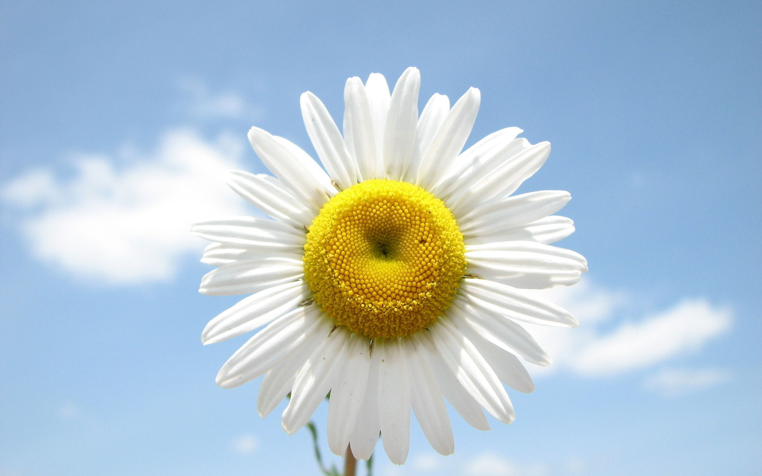 2560x1600 Spring Daisy Wallpapers