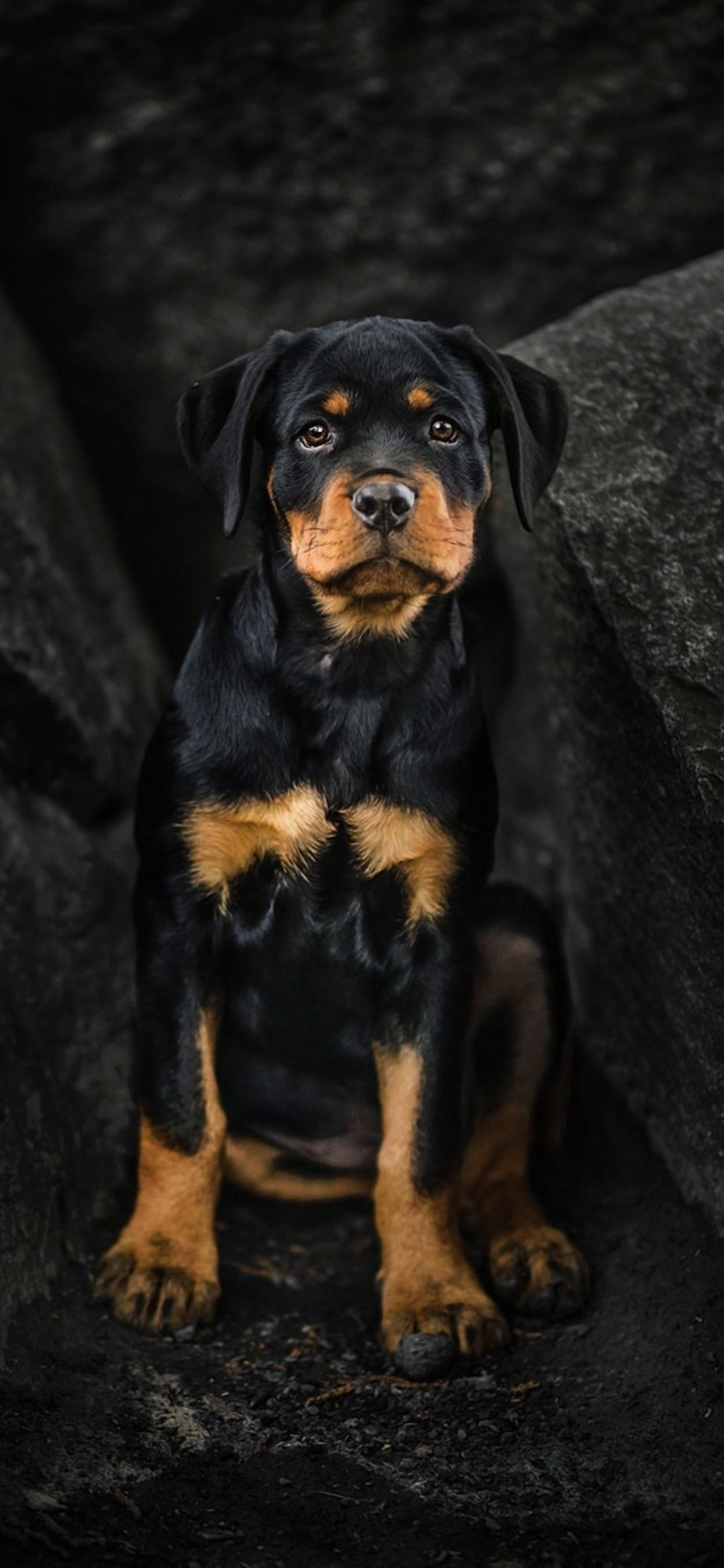 1242x2688 Rottweiler iPhone Wallpapers Top Free Rottweiler iPhone Backgrounds