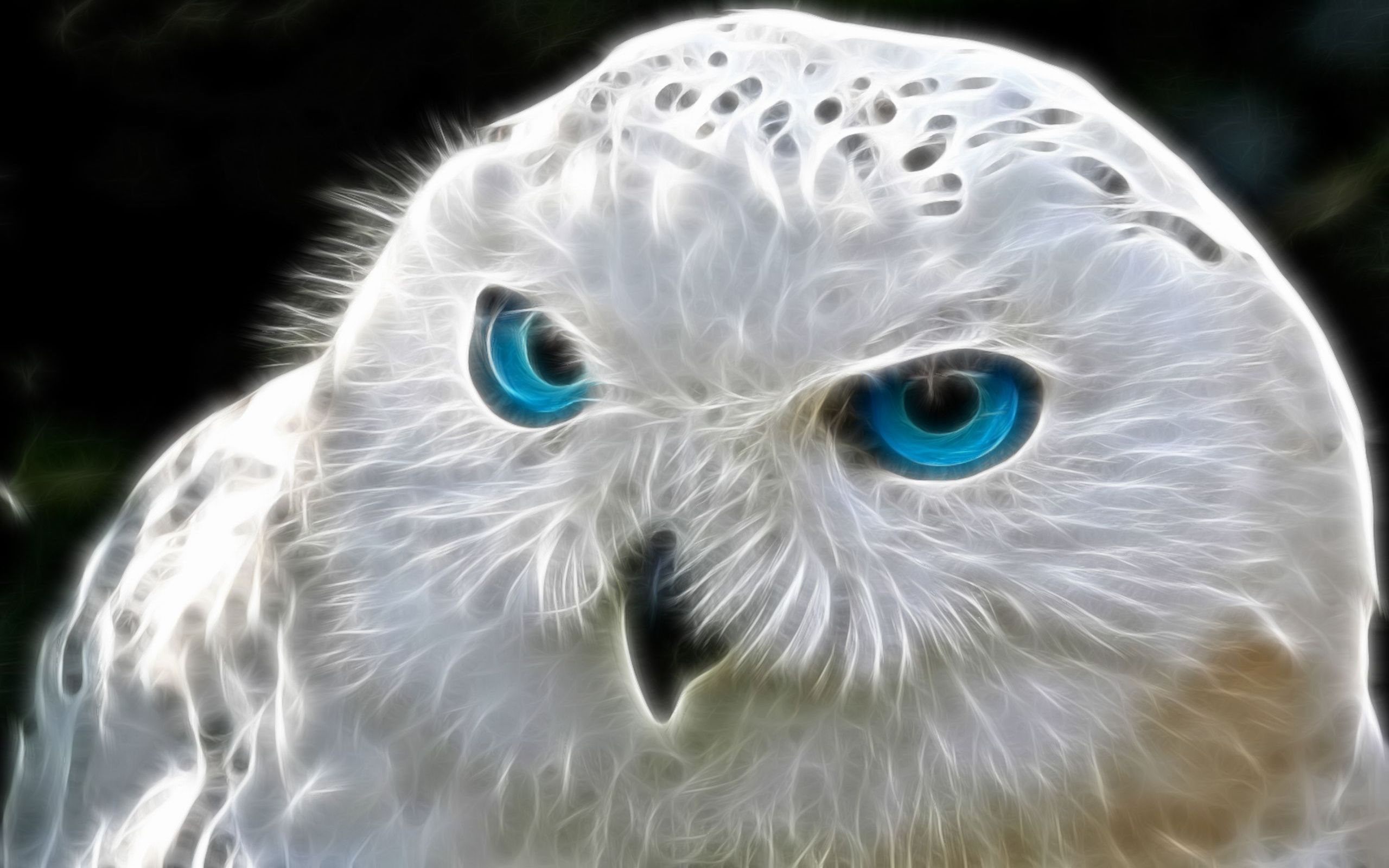 2560x1600 120+ Snowy Owl HD Wallpapers and Backgrounds