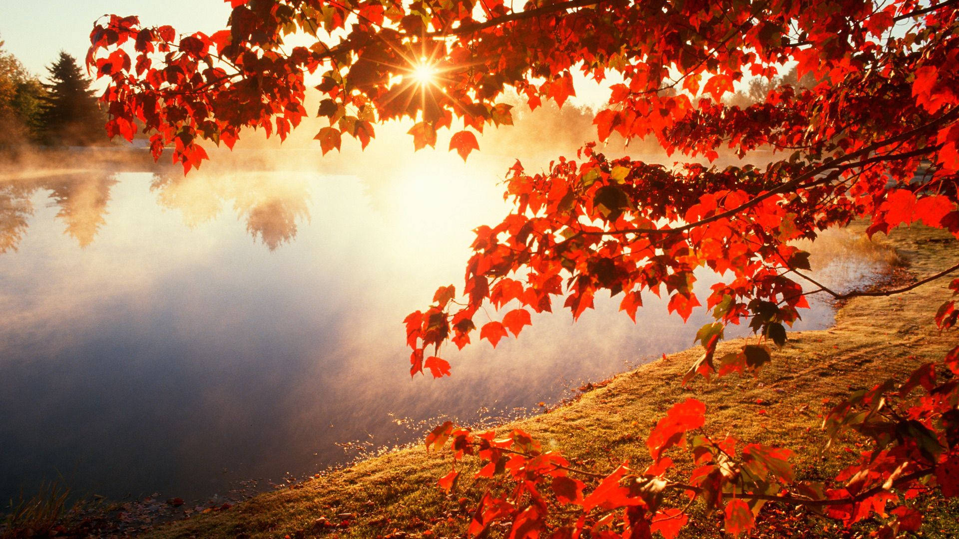 1920x1080 Download Fall Red Autumn Leaves Wallpaper