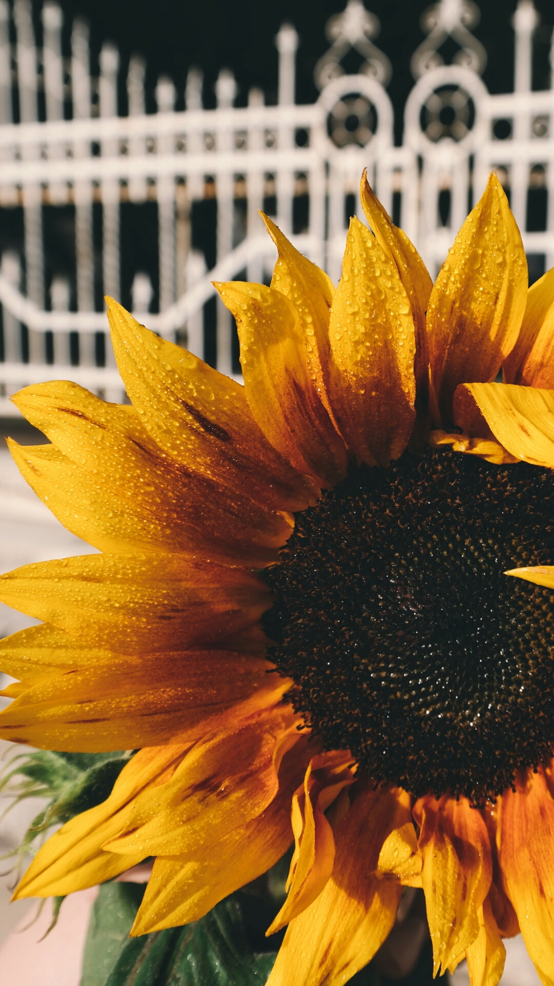 1080x1920 3,000+ Best Sunflower Photos &Acirc;&middot; 100% Free Download &Acirc;&middot; Pexels Stock Photos