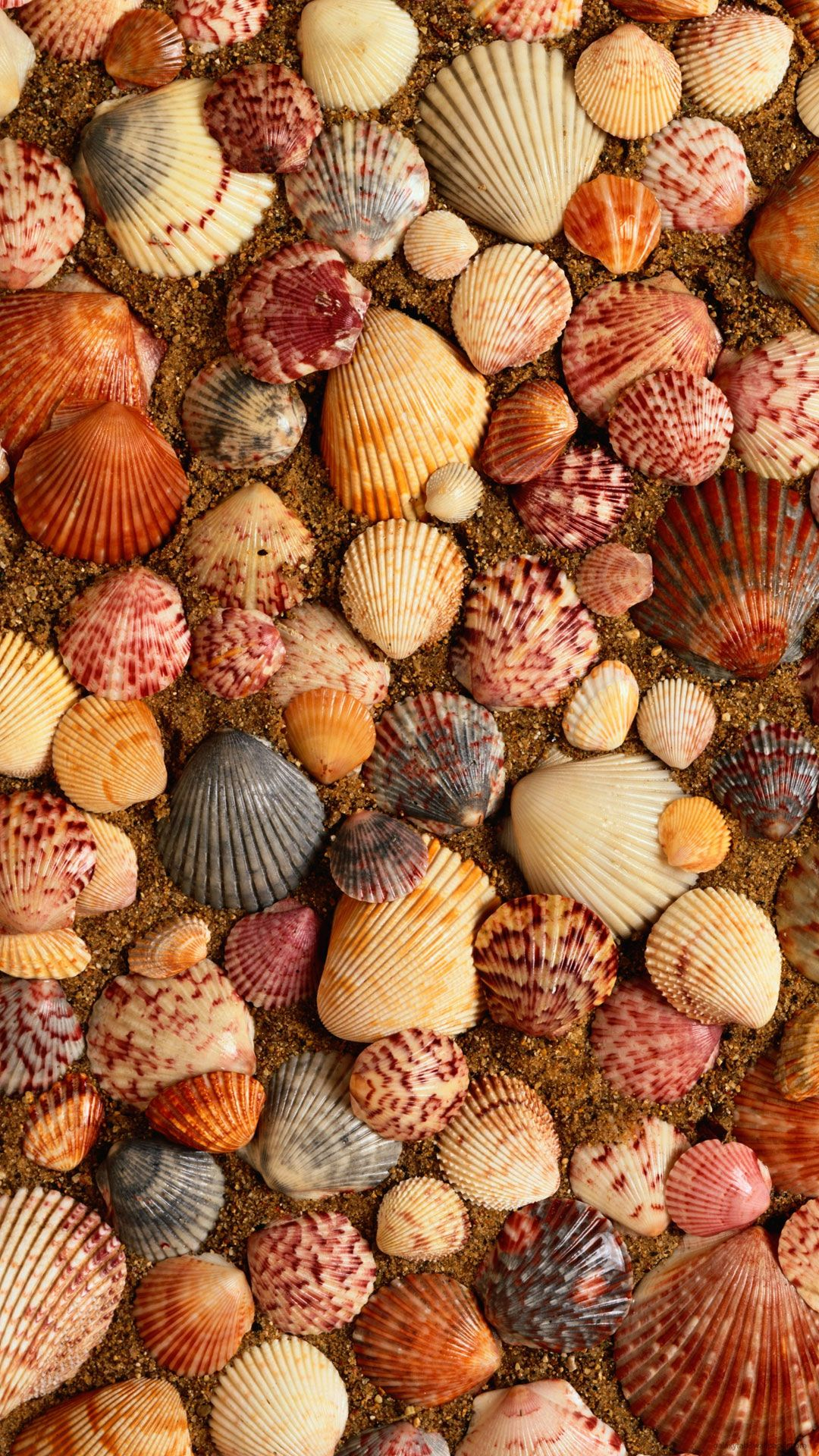 1080x1920 seashells, sea, sand Galaxy S4 Wallpapers, Photos, HD Wallpaper ... | Sea life art, Sea shells, Ocean wallpaper