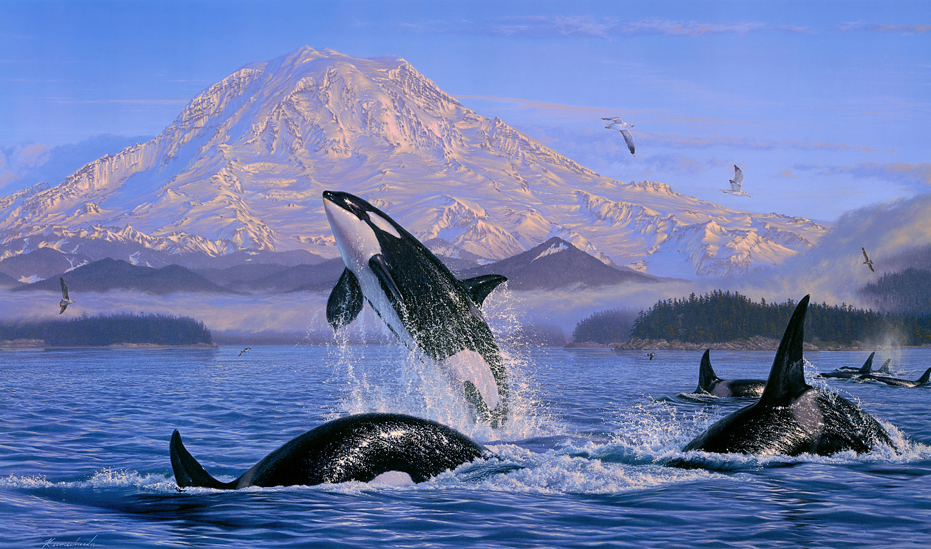 3036x1792 20+ Orca HD Wallpapers and Backgrounds