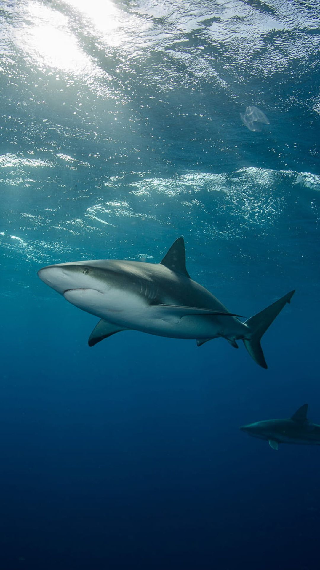 1080x1920 Shark Wallpapers Top Best Quality Shark Backgrounds (HD,4k