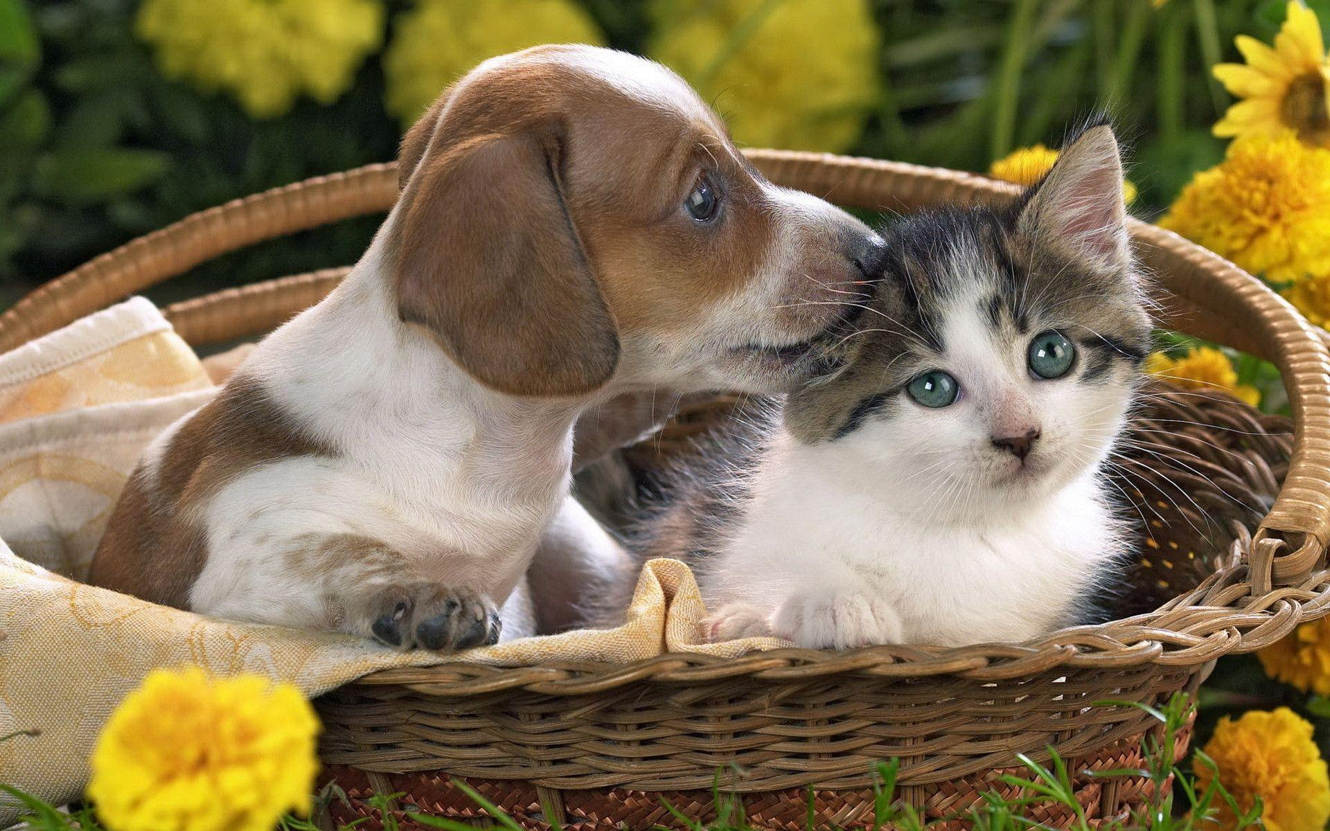 1920x1200 Puppies And Kittens Wallpapers