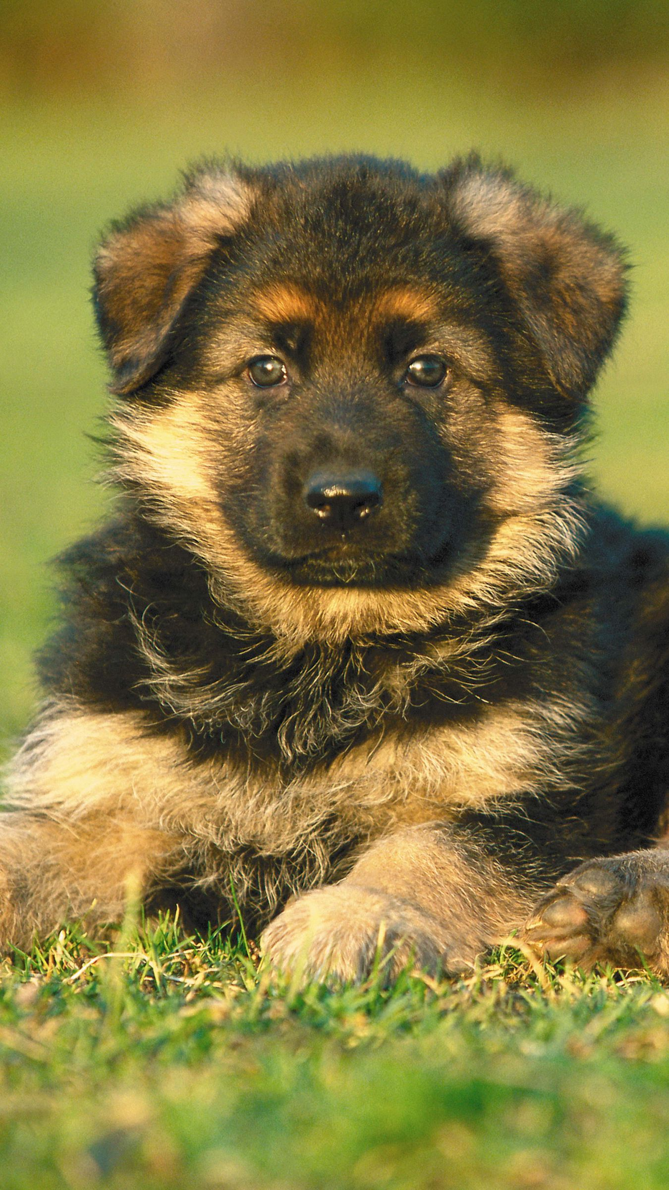 1350x2400 Puppy Wallpaper | Puppies, German sheperd dogs, Dogs and puppies