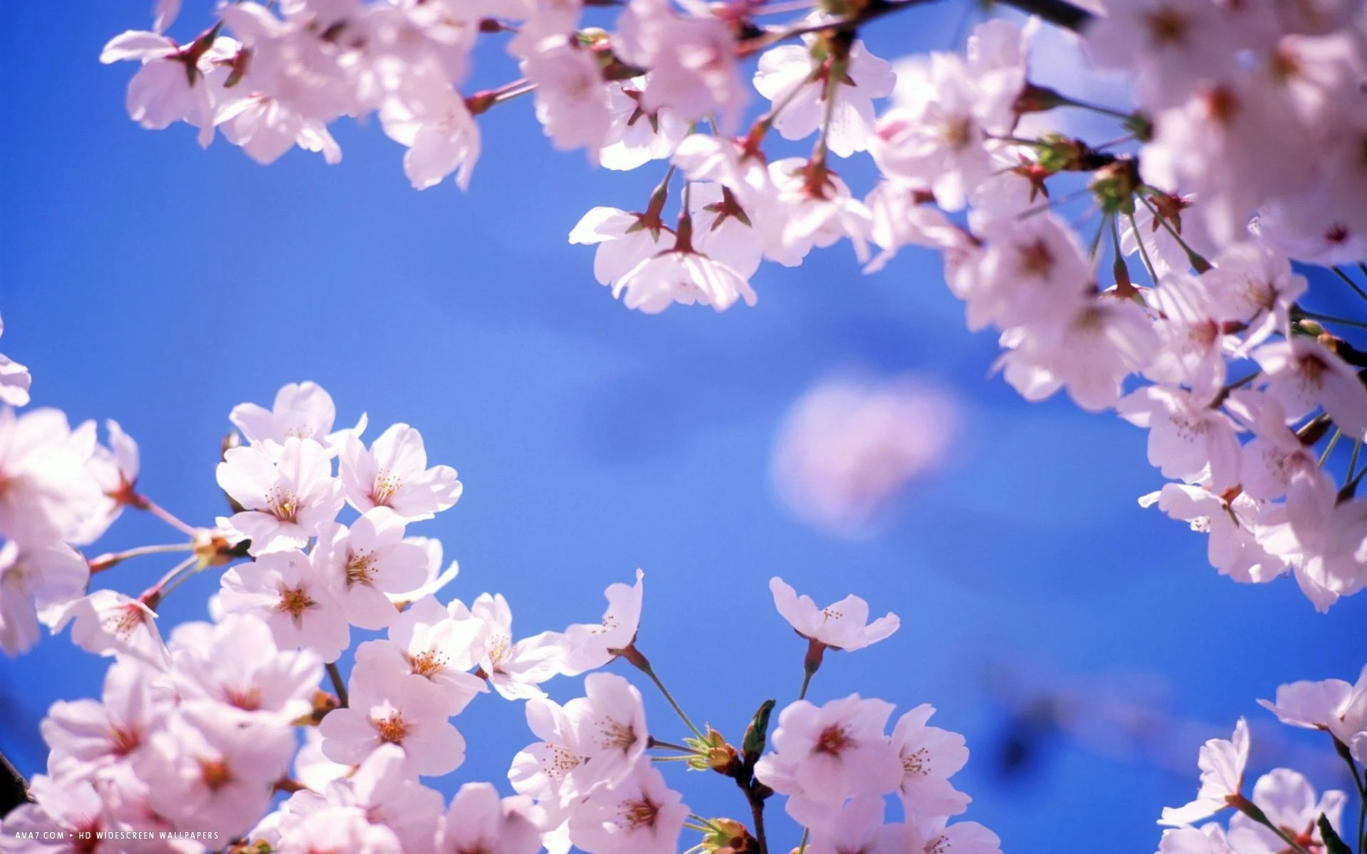 1920x1200 Cherry Blossoms Flowers Wallpapers Top Free Cherry Blossoms Flowers Backgrounds