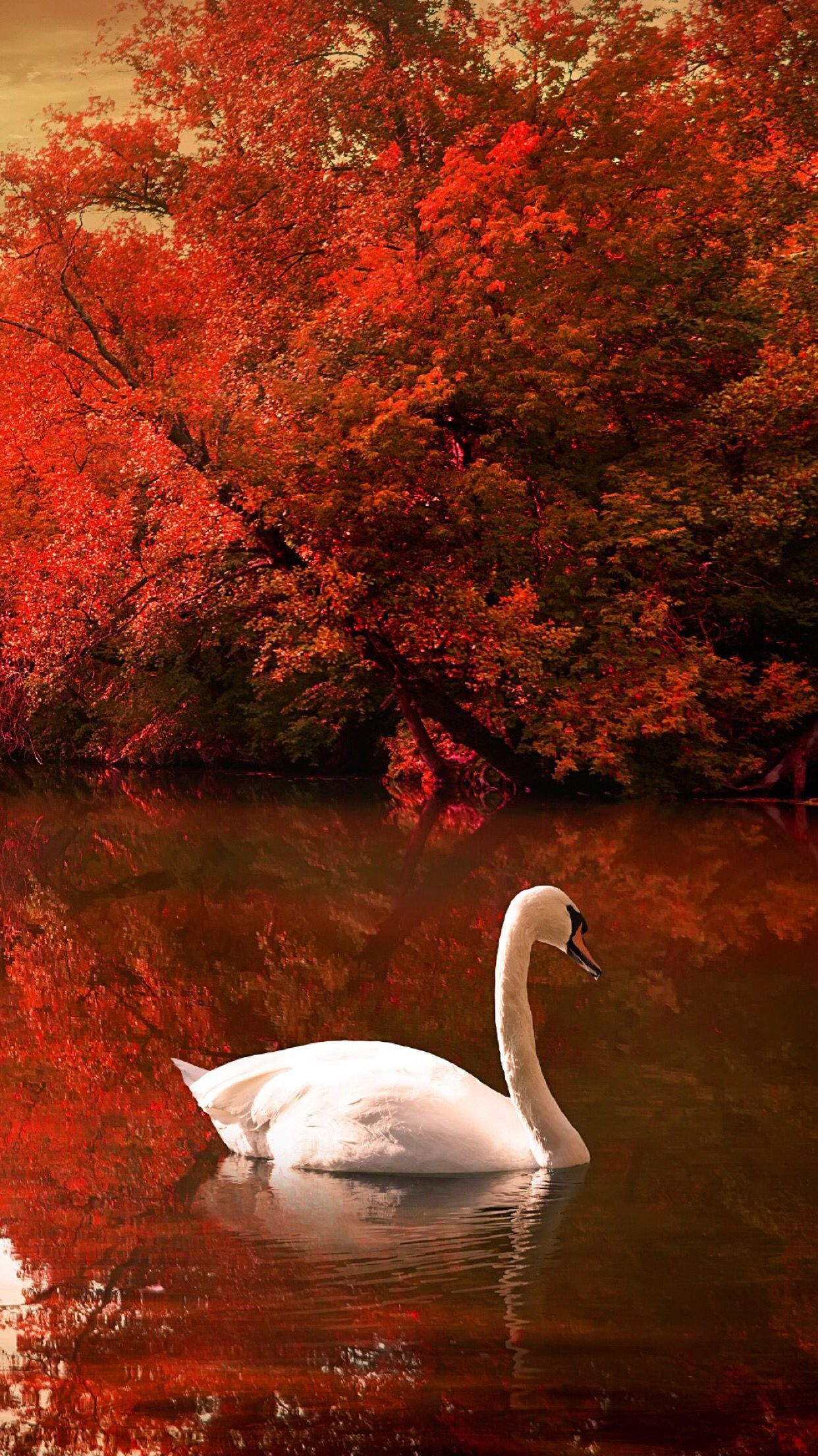 1242x2208 Autumn Swans Wallpapers