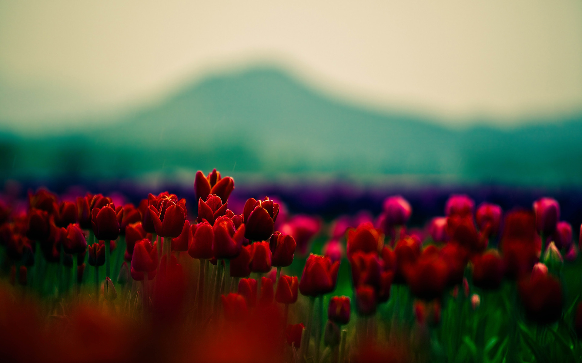 1920x1200 Red Flowers Wallpapers (69+ pictures