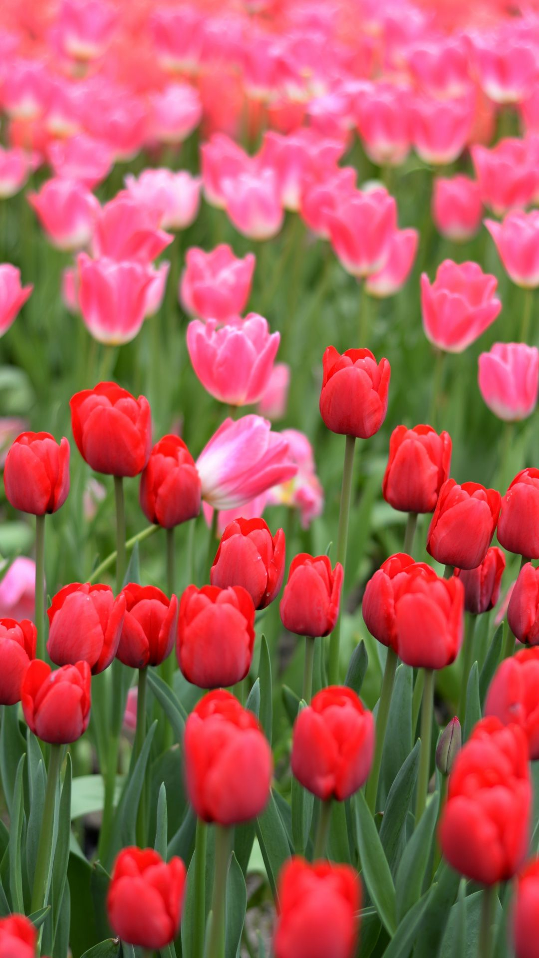 1080x1920 Pink and red tulips, farm Wallpaper | Red tulips, Hd flower wallpaper, Tulips