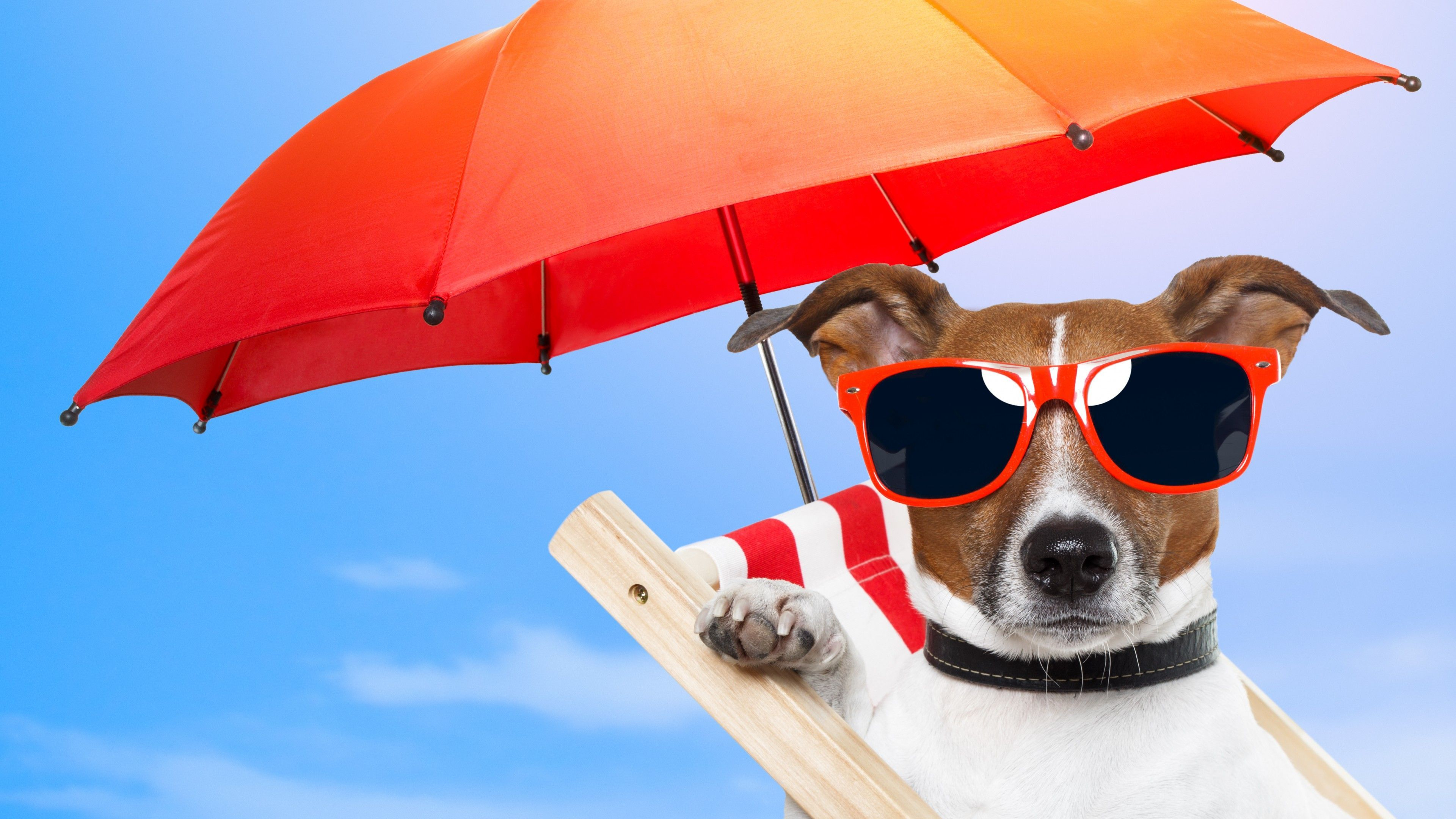 3840x2160 Summer Dogs Cute Wallpapers
