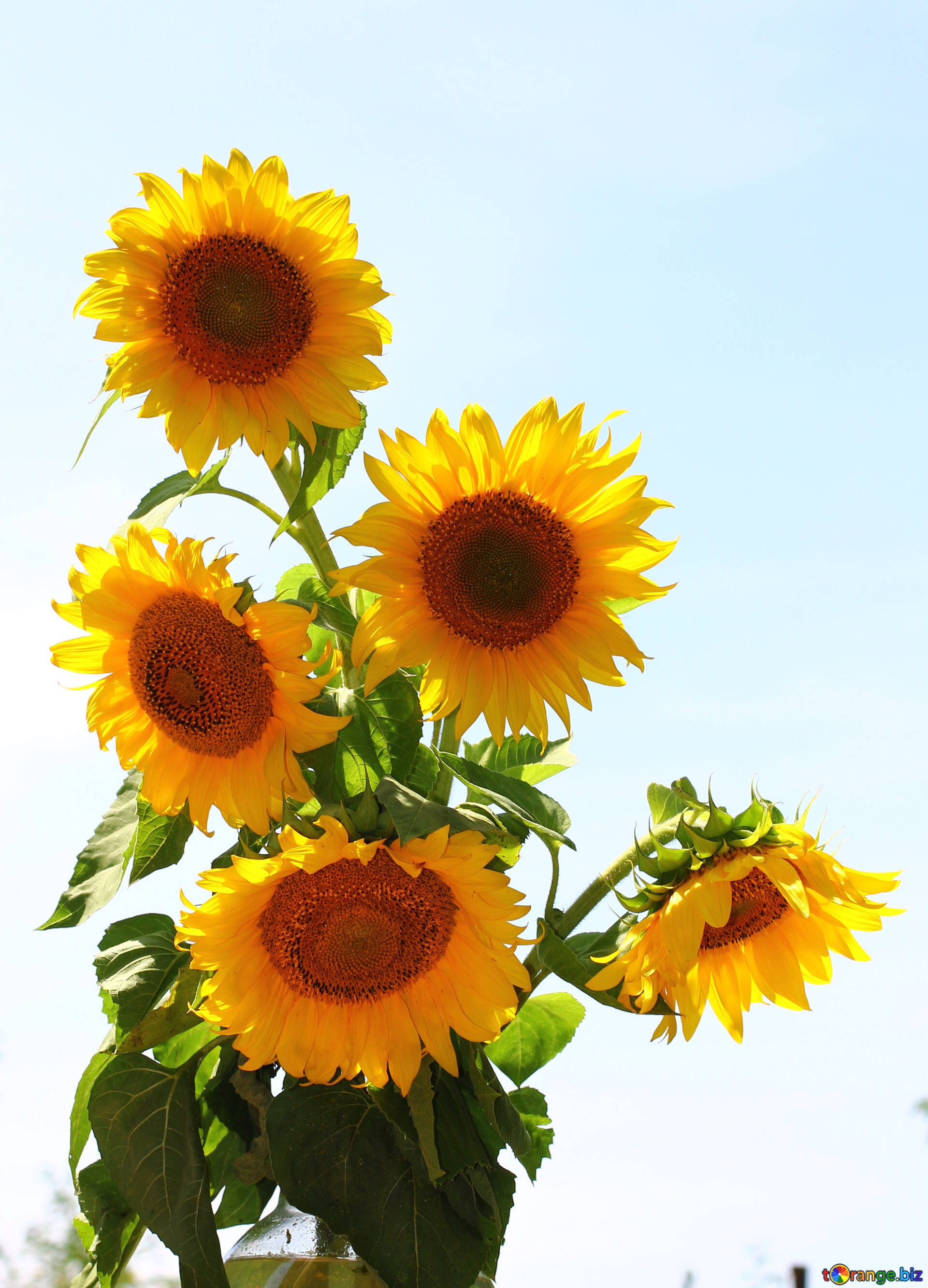 1920x2666 Flowers sunflower desktop wallpaper image a bouquet of sunflowers isolated on white background images sunflower &acirc;&#132;&#150; 32697 | ~ free pics on cc-by license