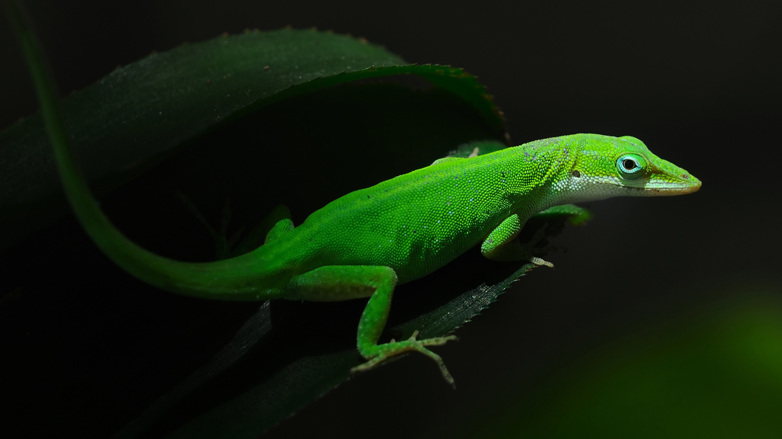 2560x1440 Free download Opensuse 131 wallpaper 1097180 [] for your Desktop, Mobile \u0026 Tablet | Explore 49+ openSUSE Wallpaper 13 | Suse Wallpaper, HD Linux Wallpaper Download, Change Wallpaper in openSUSE