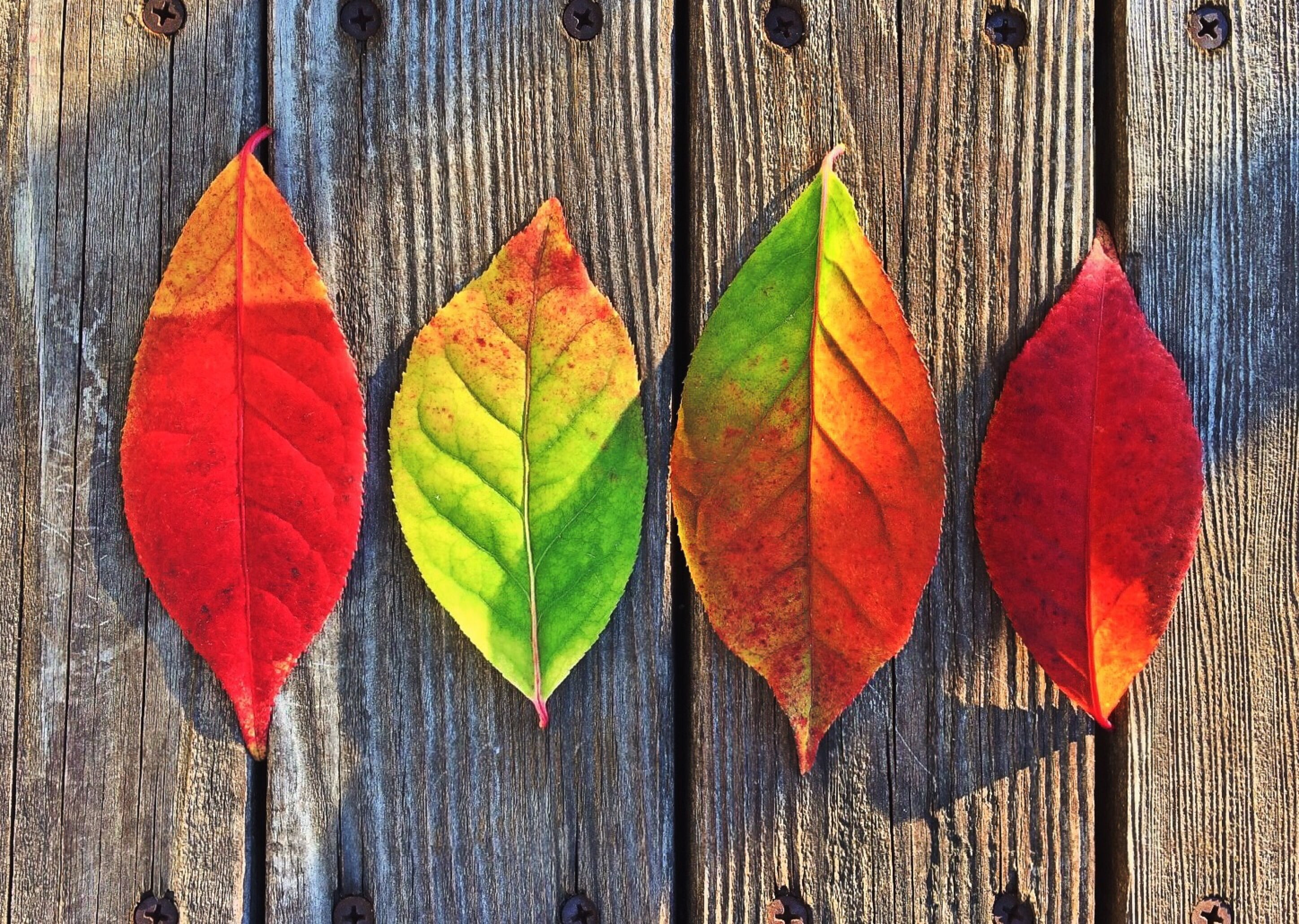 2896x2060 Photography of two red leaf, one green leaf and one orange and green leaf HD wallpaper