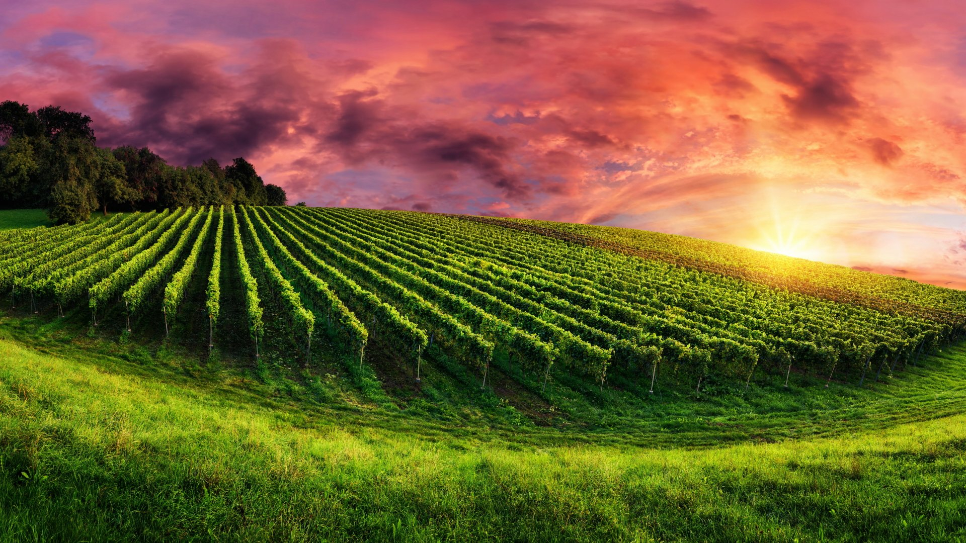 1920x1080 100+ Vineyard HD Wallpapers and Backgrounds