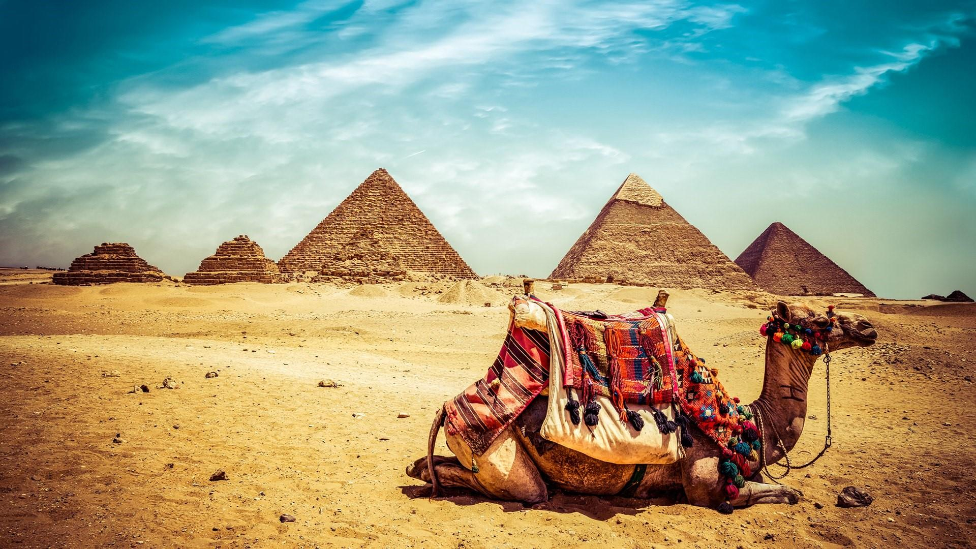 1920x1080 Camel at Giza Pyramid Complex, Egypt wallpaper backiee