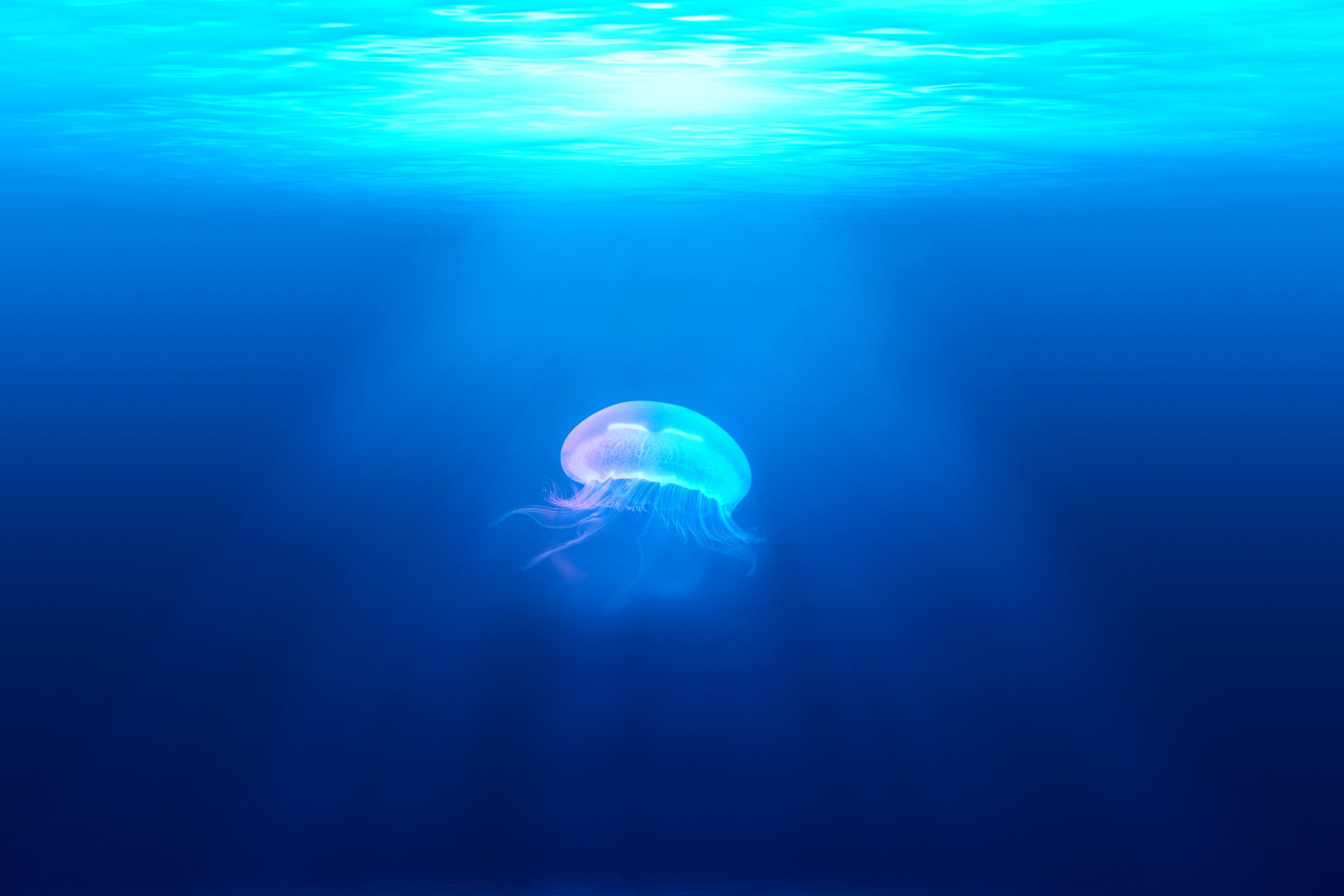 3000x2000 Jellyfish under the ocean HD wallpaper