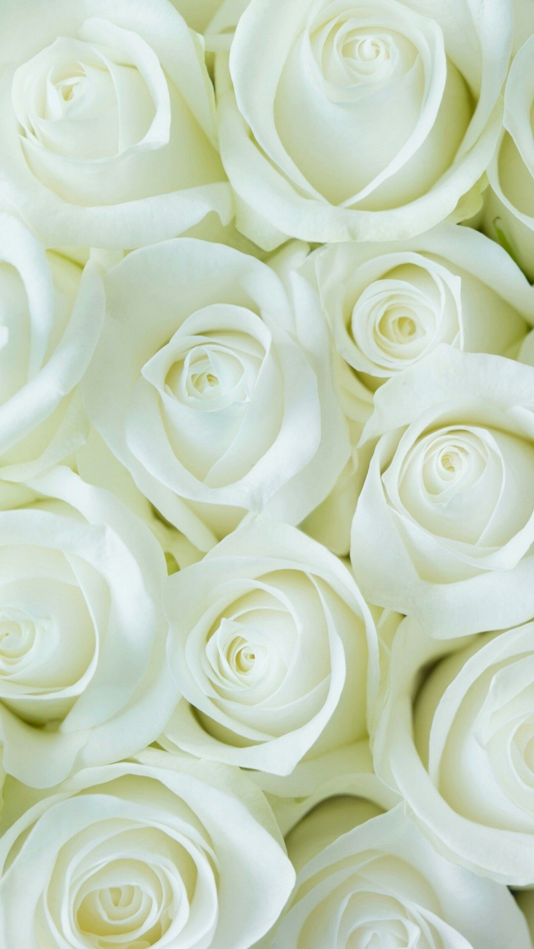 1080x1920 White Flower Wallpaper For Mobile Android | Best HD Wallpapers | Rose flower wallpaper, White roses wallpaper, Flower desktop wallpaper