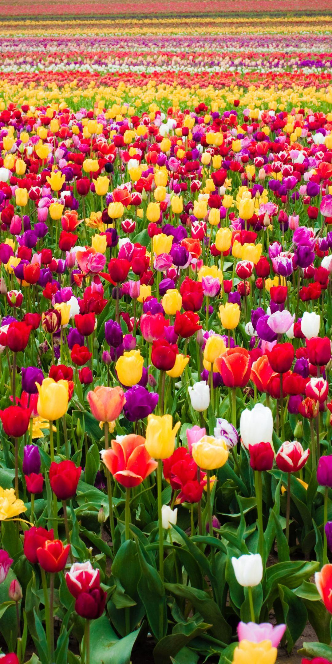 1080x2160 Colorful Tulips Wallpapers Top Free Colorful Tulips Backgrounds