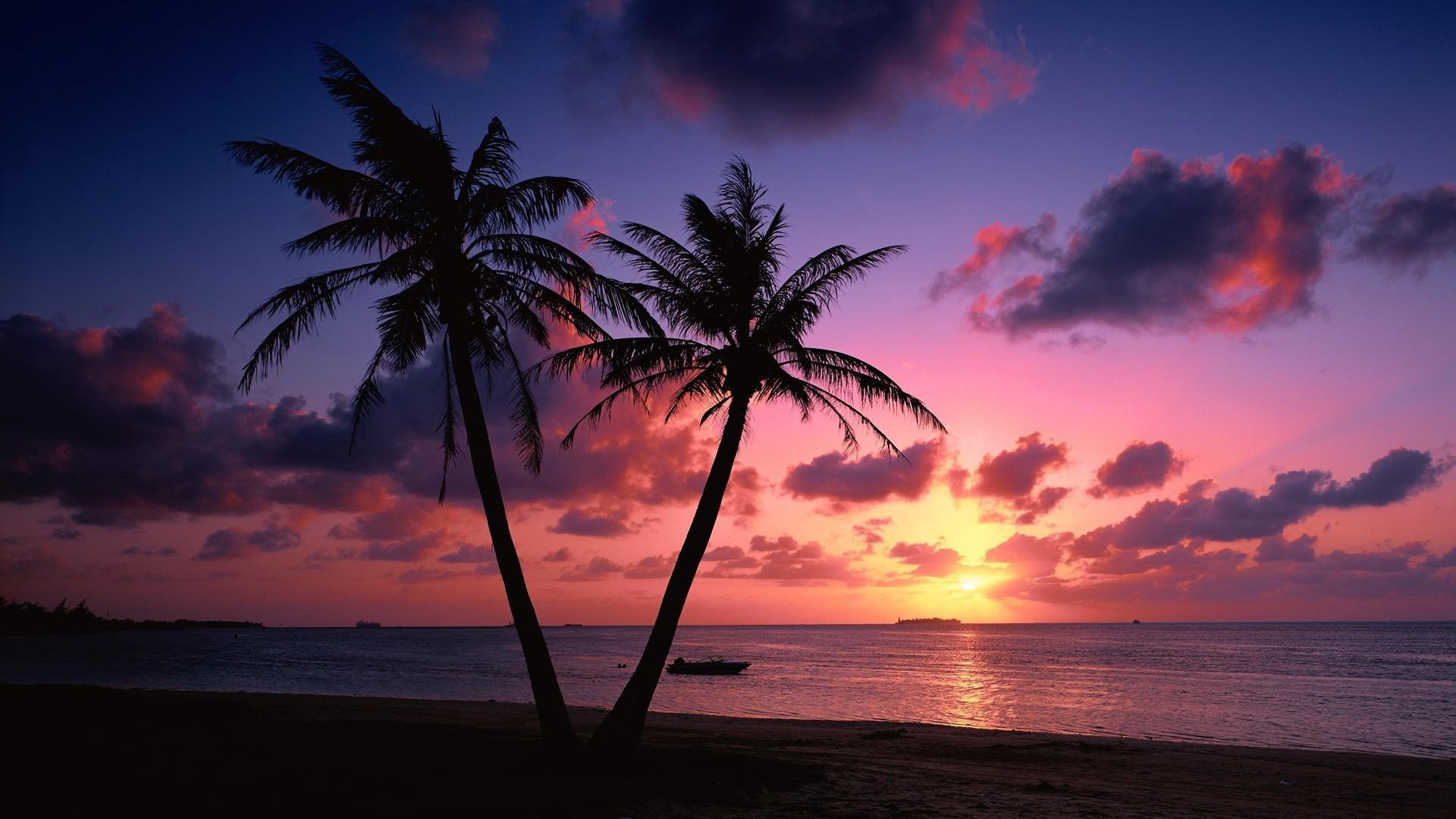 1920x1080 Palm Tree Sunset Wallpapers Top Free Palm Tree Sunset Backgrounds