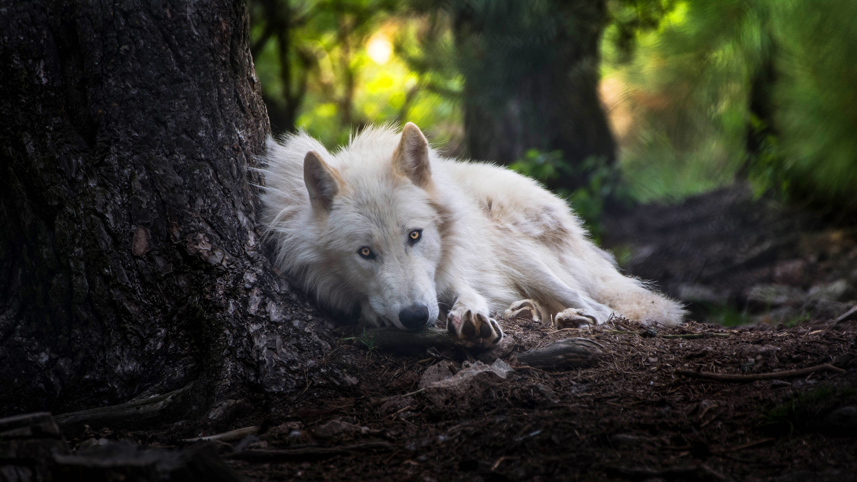 2880x1620 White Wolf, HD Animals, 4k Wallpapers, Images, Backgrounds, Photos and Pictures