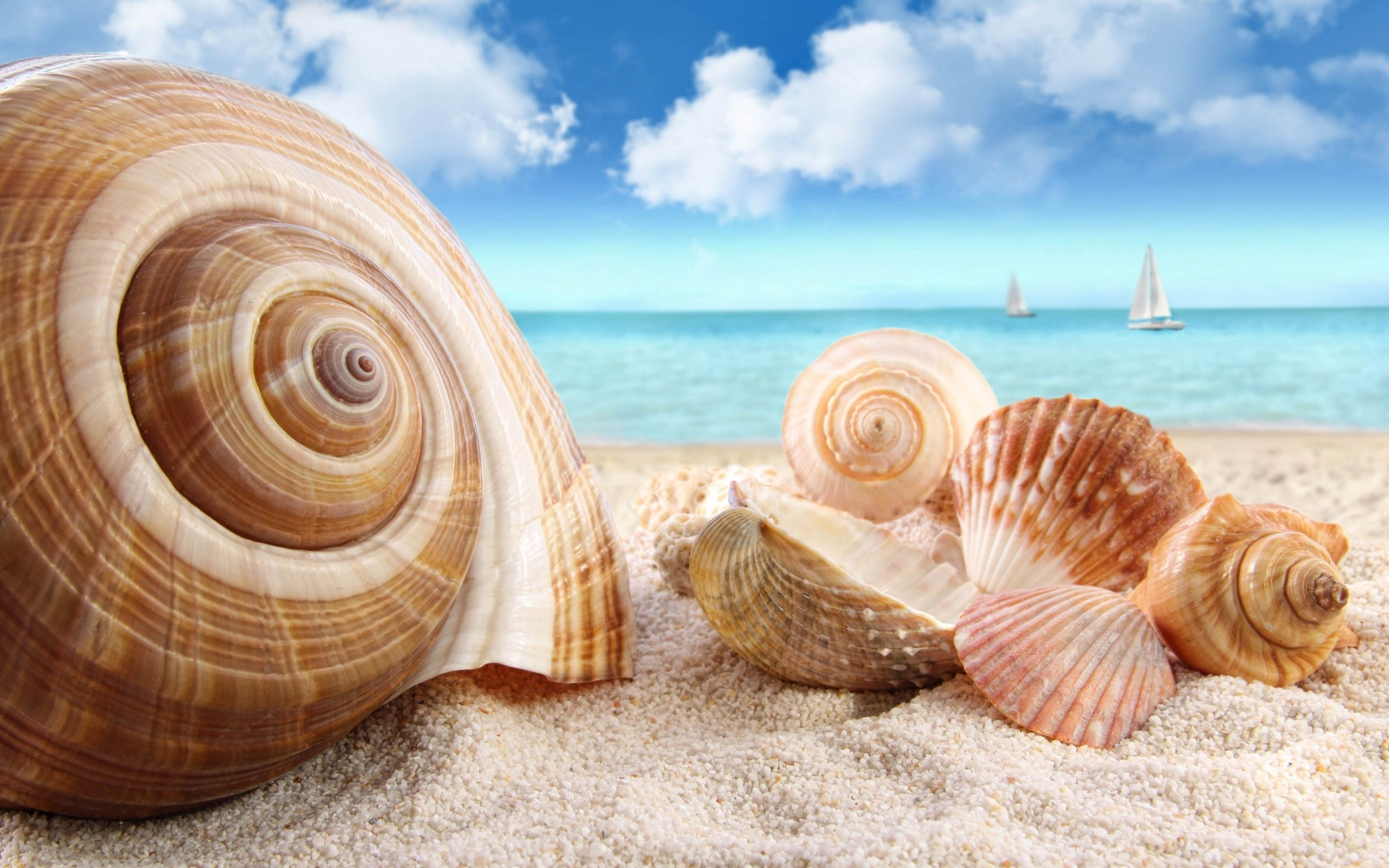 2560x1600 Seashells | Sea shells, Beach wallpaper, Shell beach