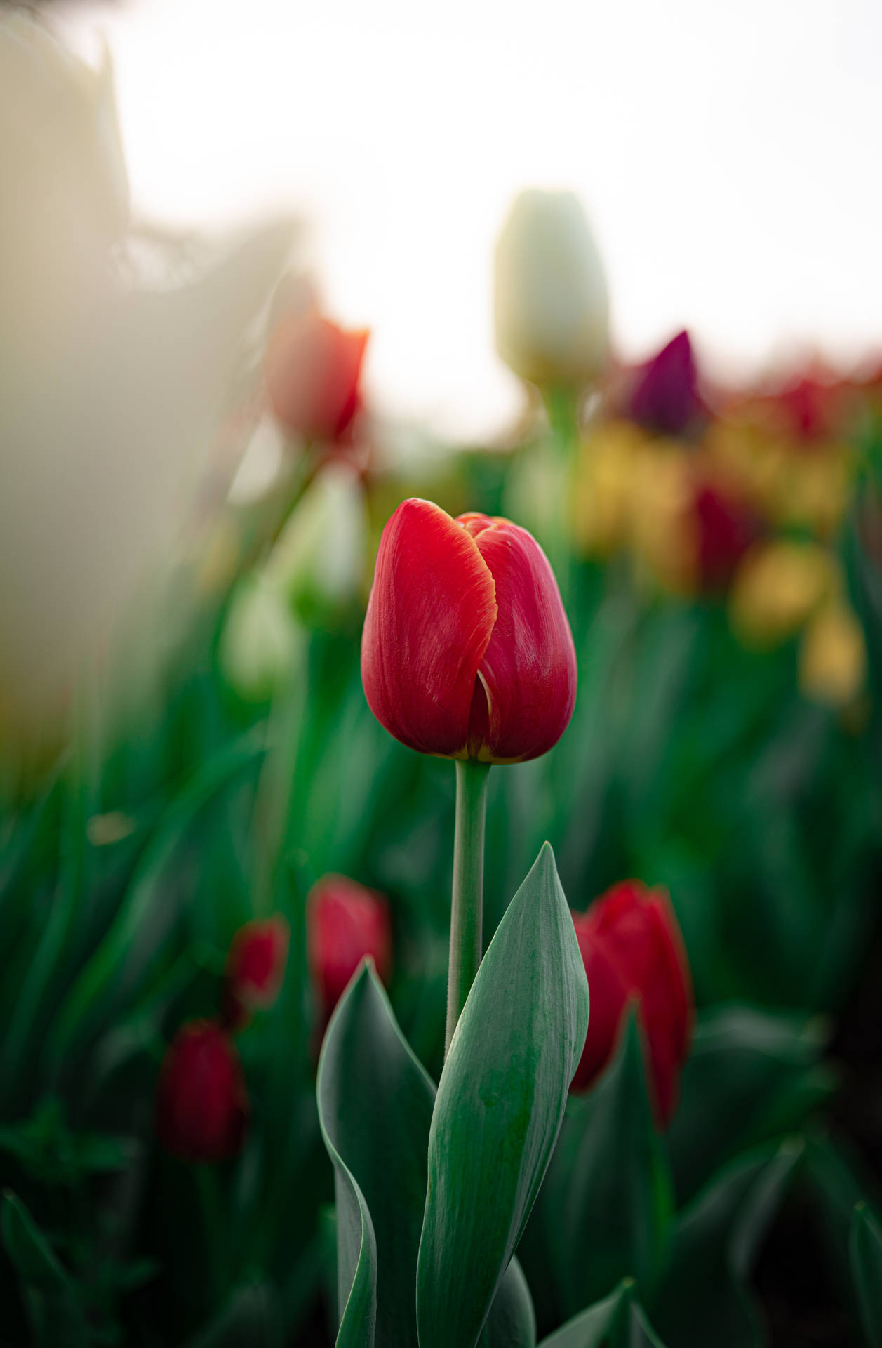 1257x1920 Download Ruby Red Tulip Wallpaper