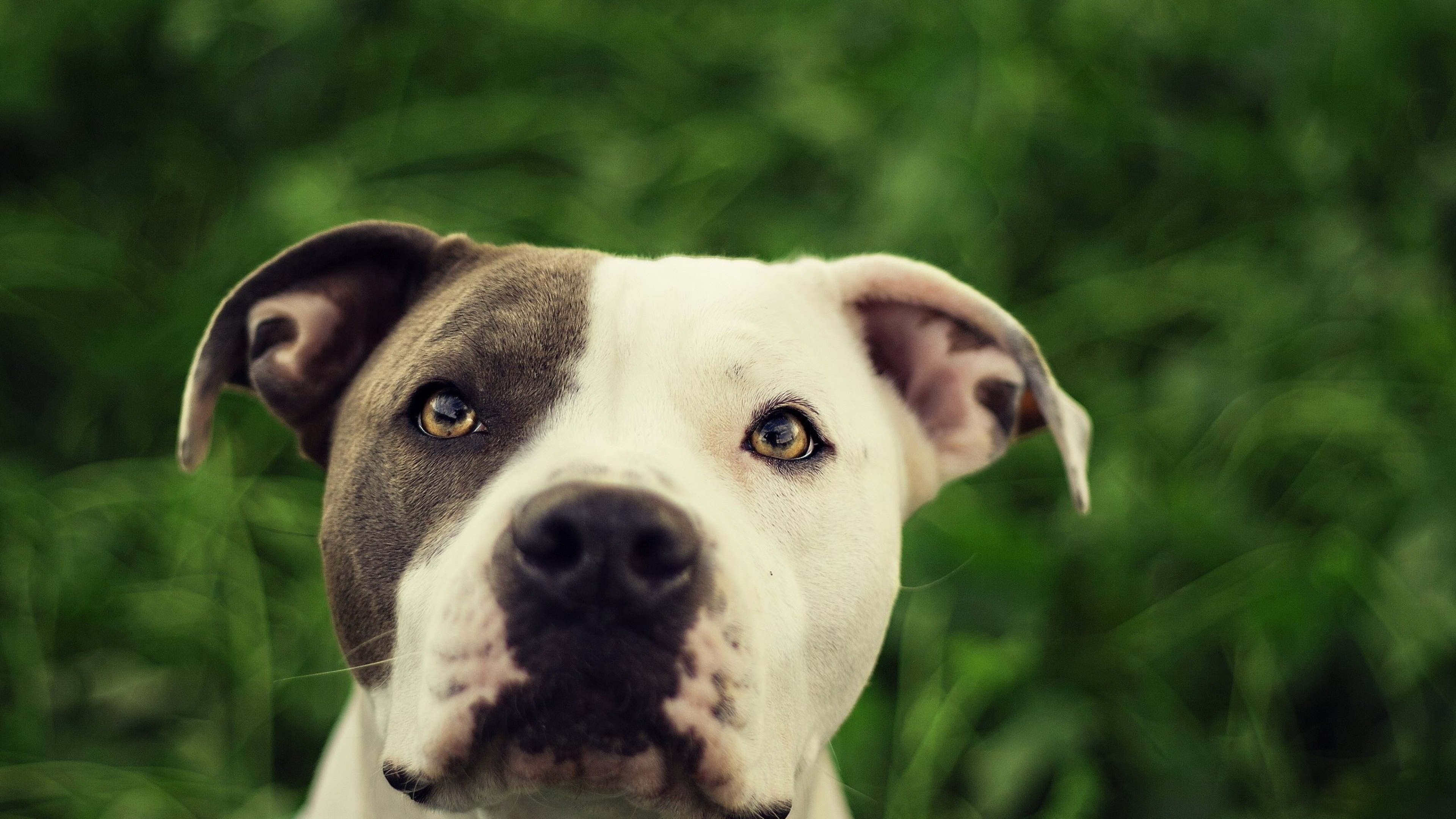 3840x2160 Pit Bull, HD Animals, 4k Wallpapers, Images, Backgrounds, Photos and Pictures