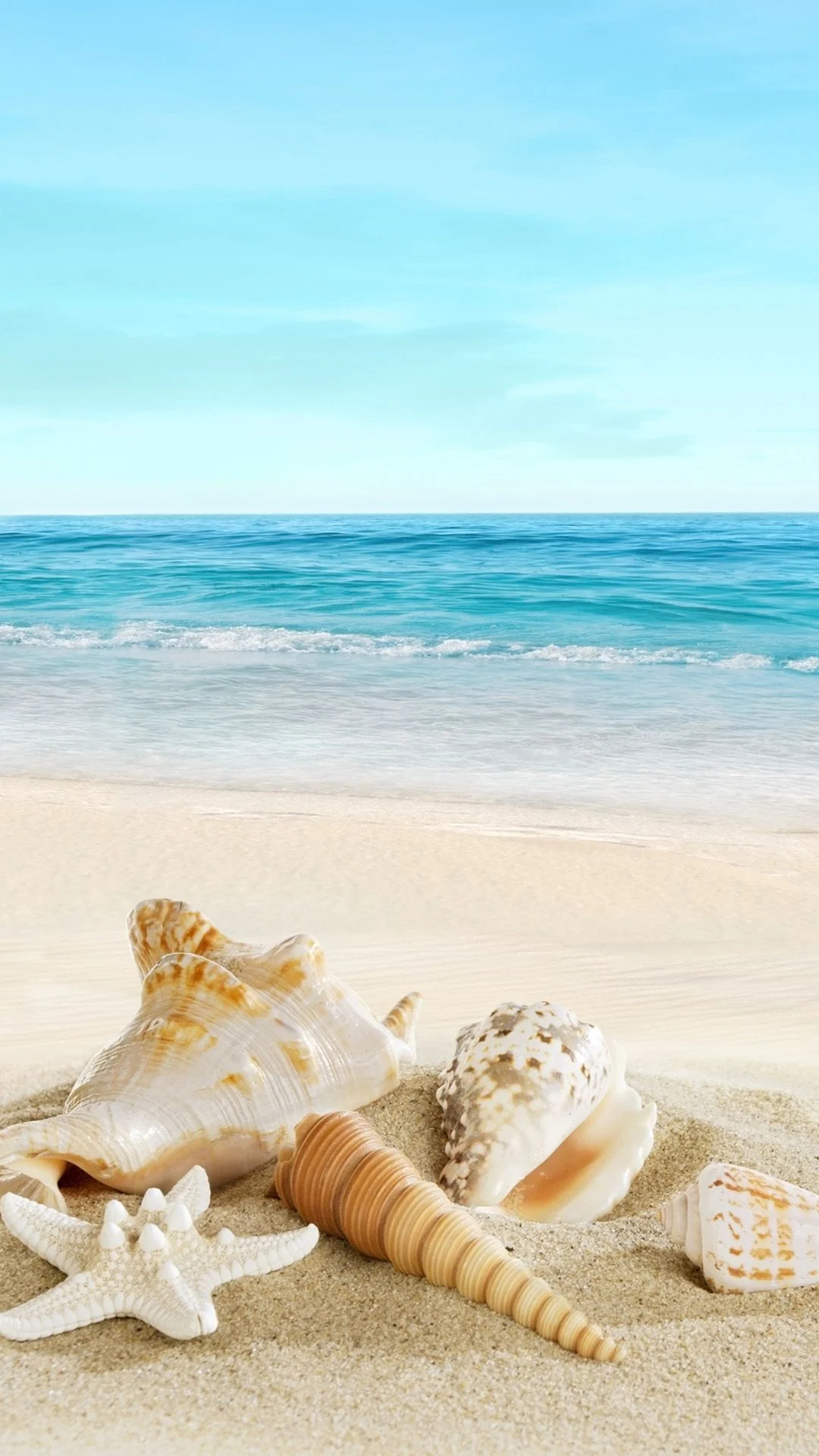 1080x1920 Sea Shell Wallpapers Top Free Sea Shell Backgrounds