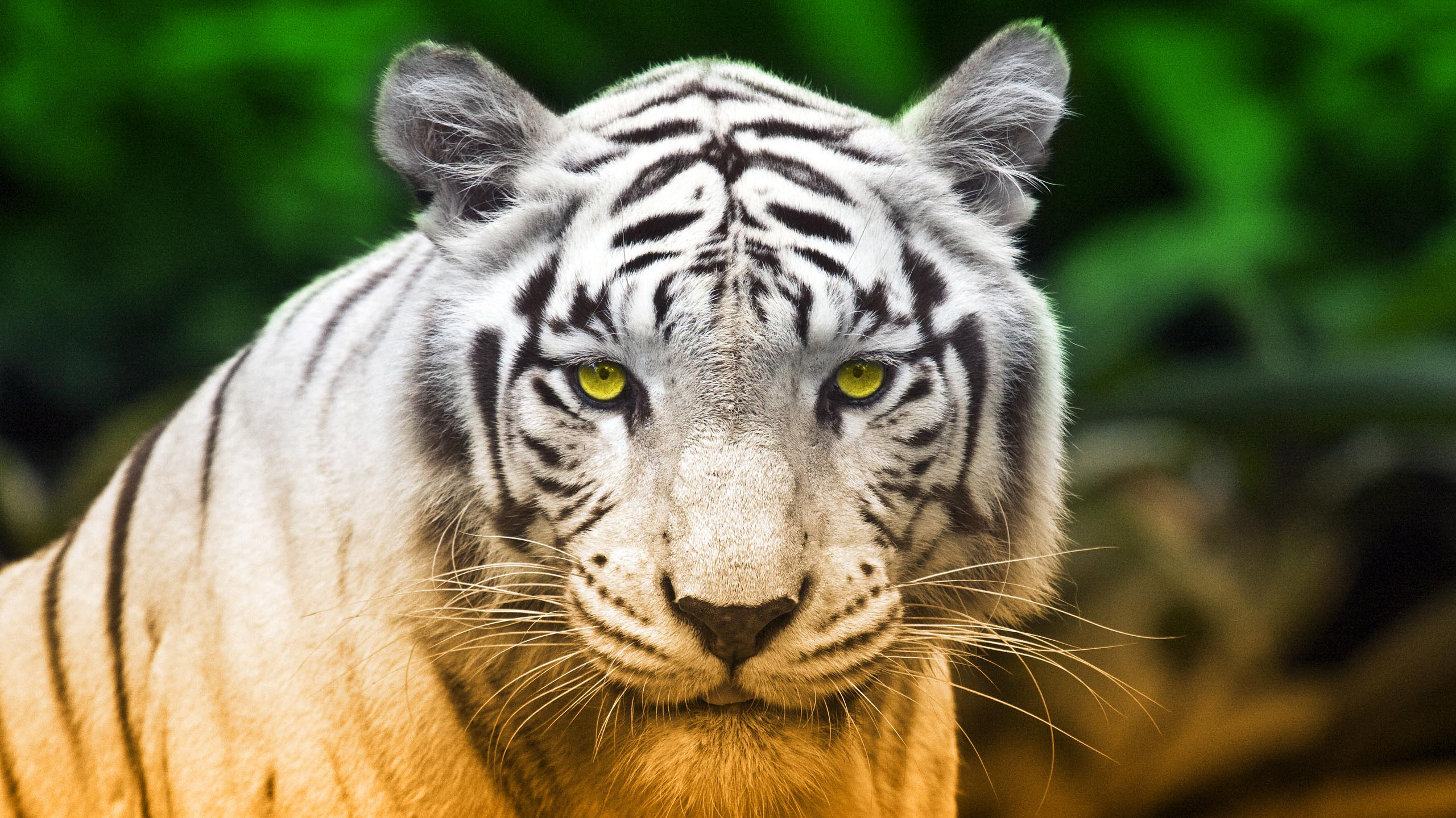 2560x1440 230+ Tiger HD Wallpapers and Backgrounds