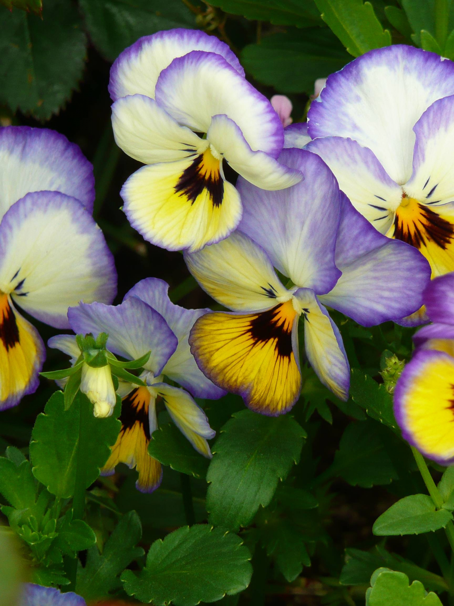 1536x2048 Free download Pansy Wallpapers [3072x2304] for your Desktop, Mobile \u0026 Tablet | Explore 70+ Pansy Wallpaper | Pastel Wallpaper Border