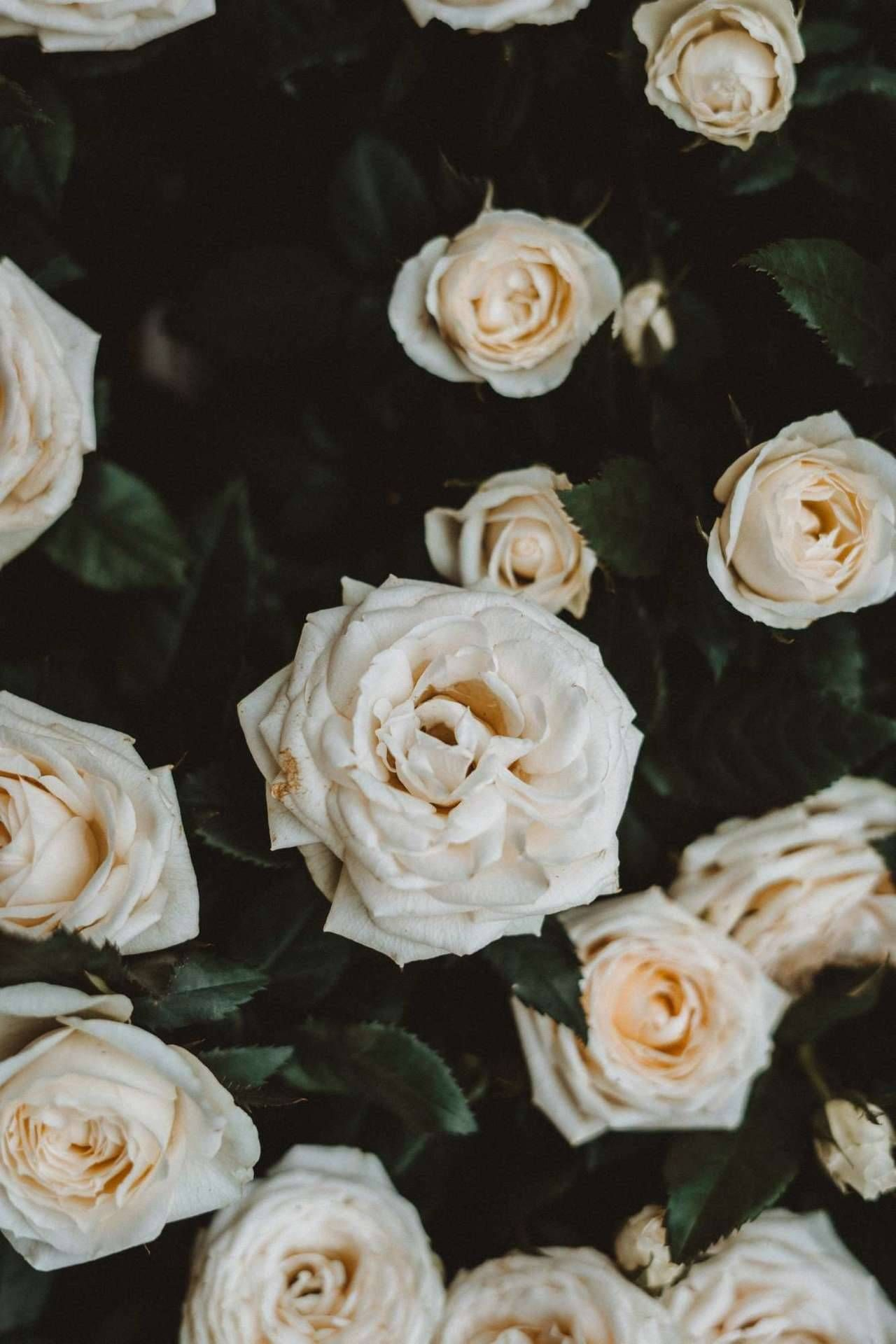 1280x1920 The Nature and the Beauty | White flower photos, White roses, Rose wallpaper