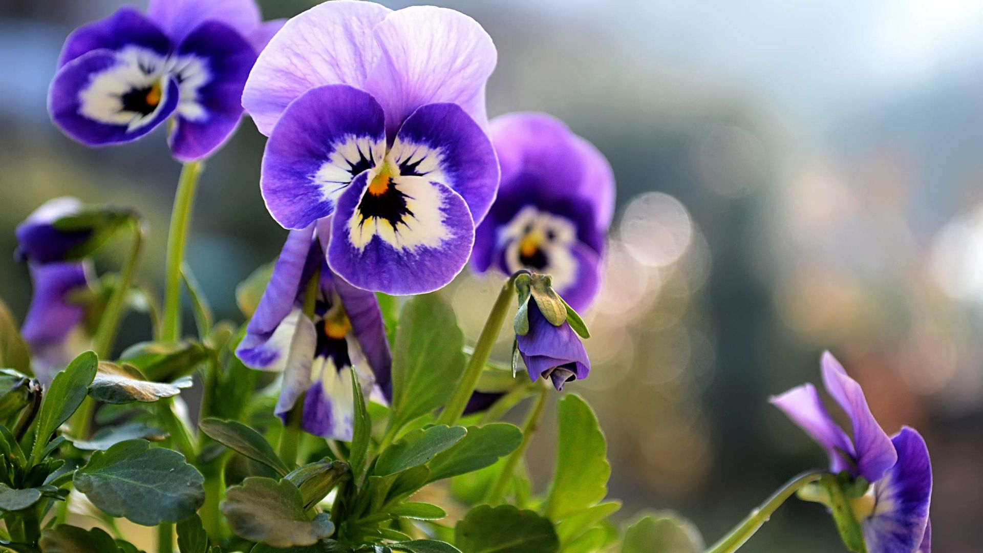 1920x1080 Desktop Wallpaper Beautiful Purple Pansy Flowers, Close Up, Hd Image, Picture, Background, My9vds