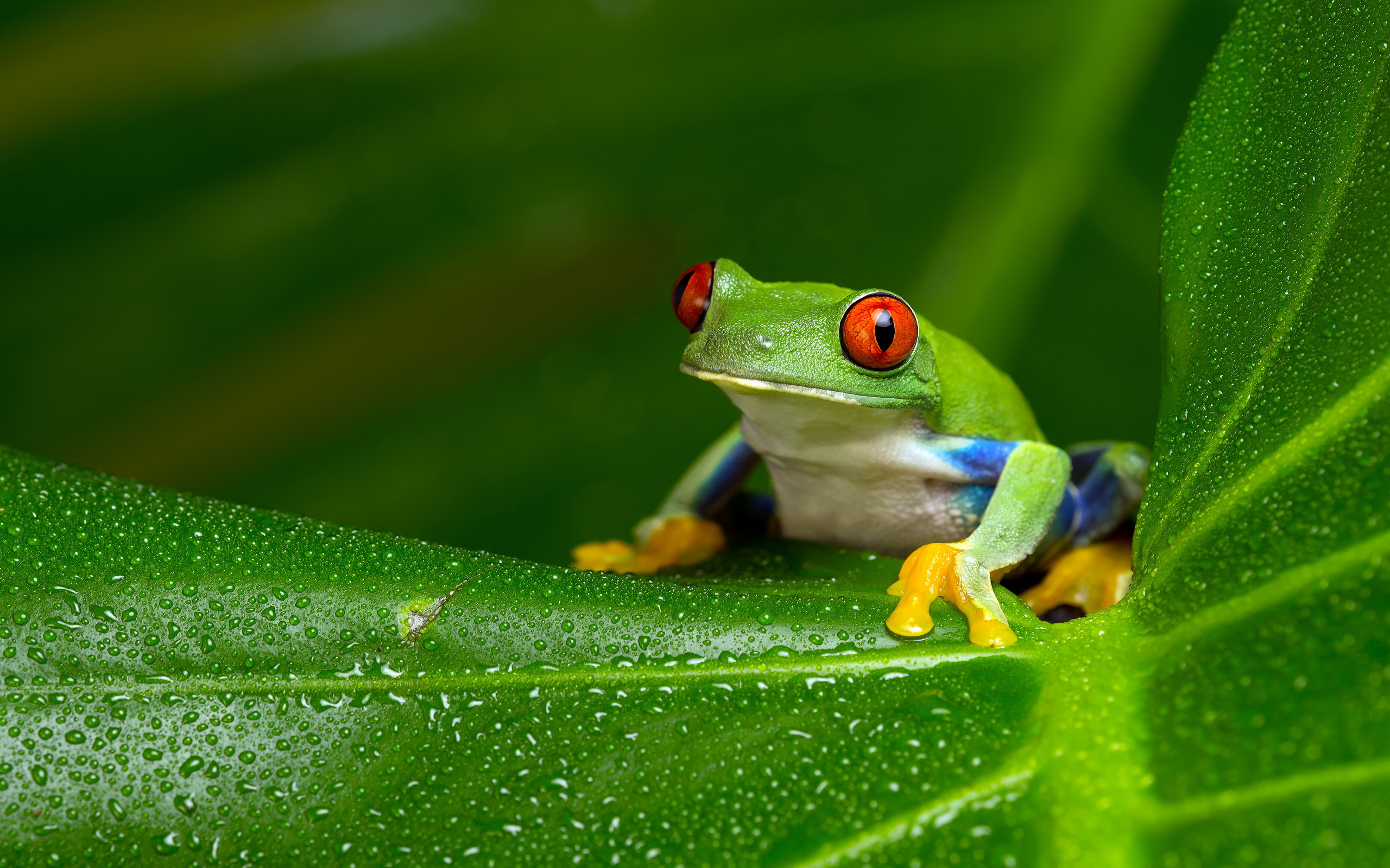 2560x1600 20+ Tree Frog HD Wallpapers and Backgrounds