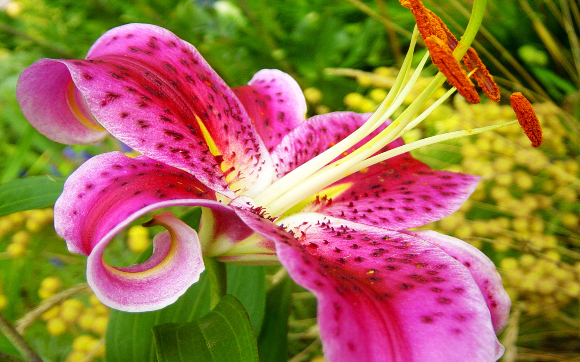 1920x1200 Rose Stargazer Lily Is A Hybrid Lily Of The Oriental Lilies Known For Their Fragrant Perfume :
