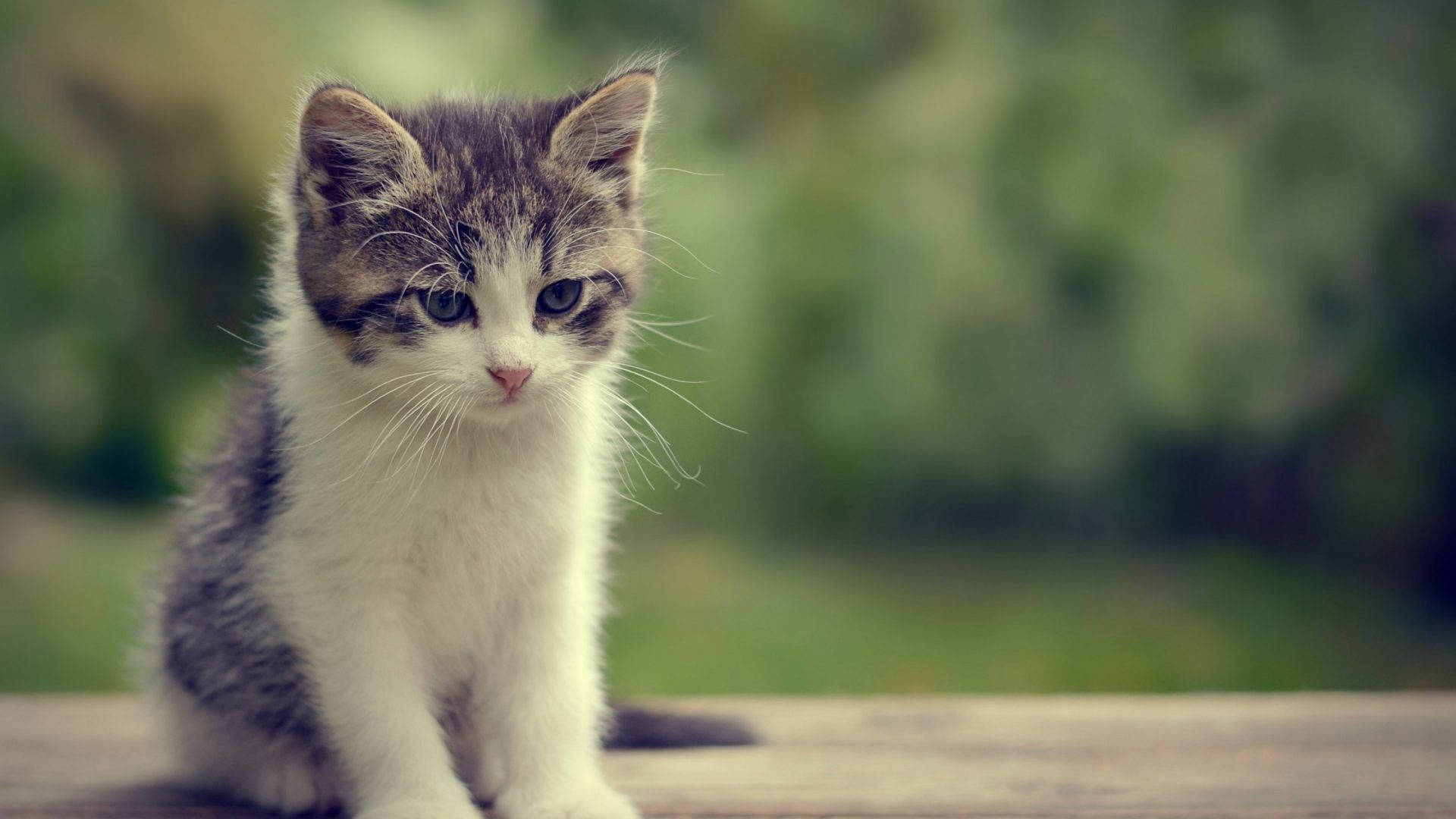 1920x1080 Download Kitten With Sad Face Wallpaper
