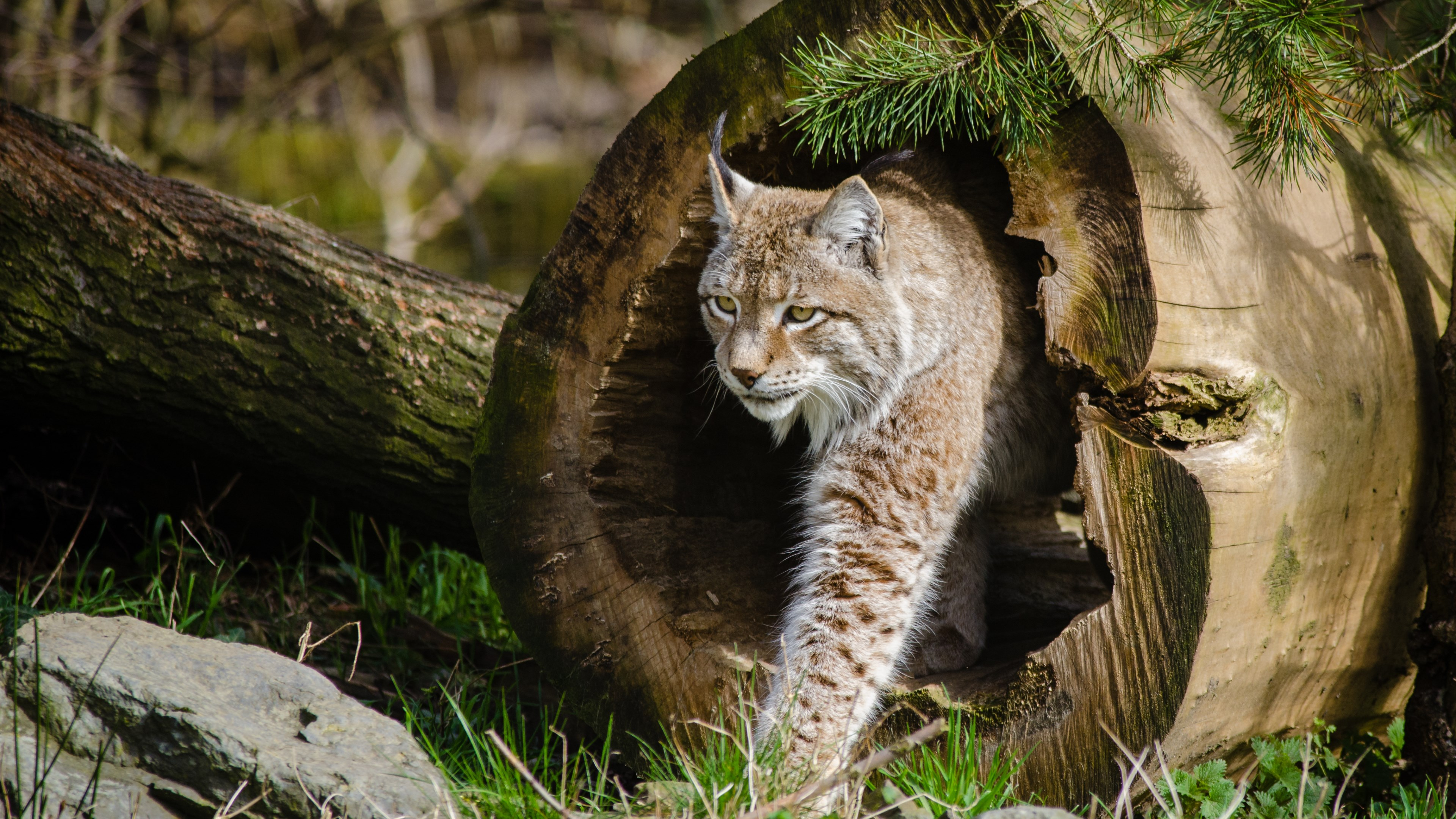 3840x2160 Wild Cats The Lynx by Mathias Appel