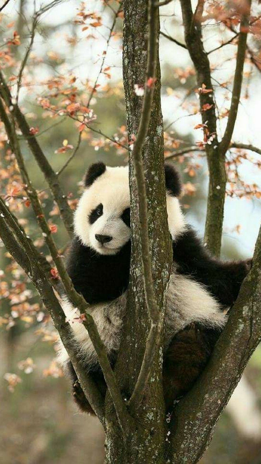 1080x1920 Panda iPhone Wallpaper HD | Best HD Wallpapers | Pandas, Pandas filhotes, Fotos de animais fofos