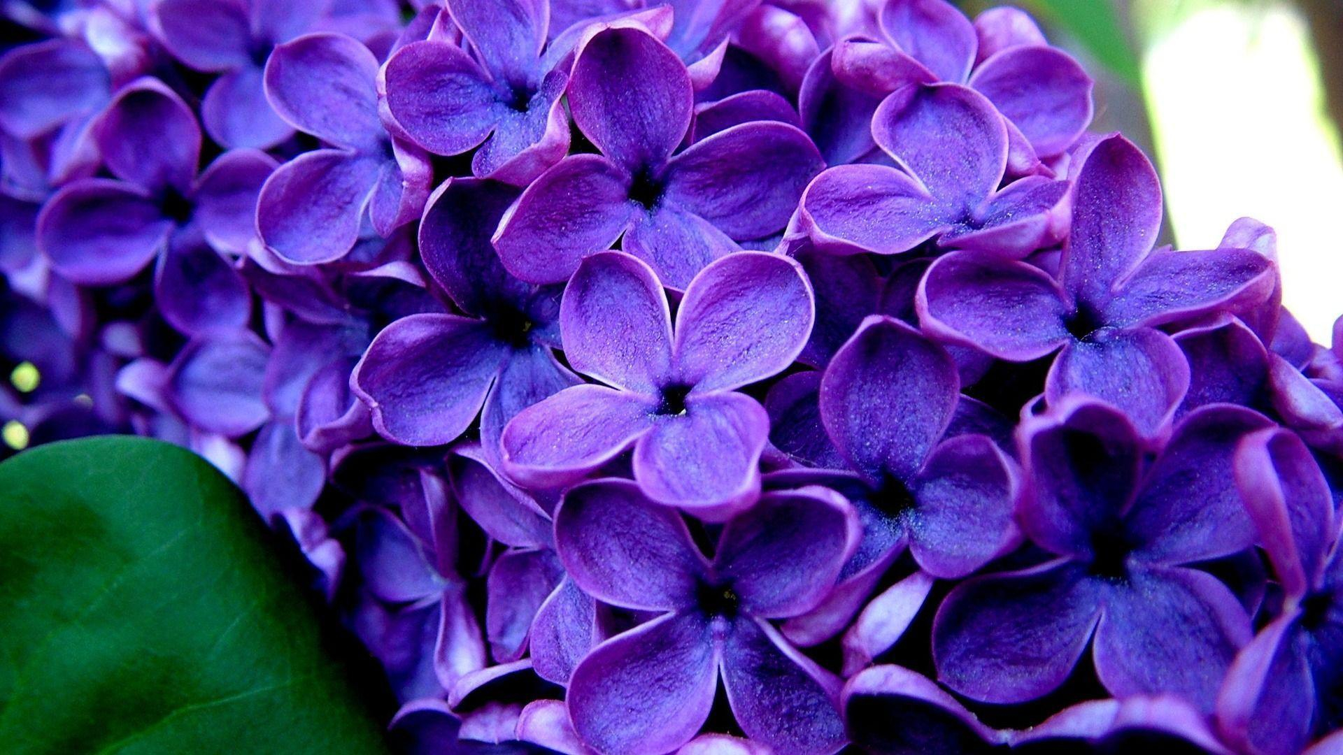 1920x1080 Purple Flowers Wallpapers