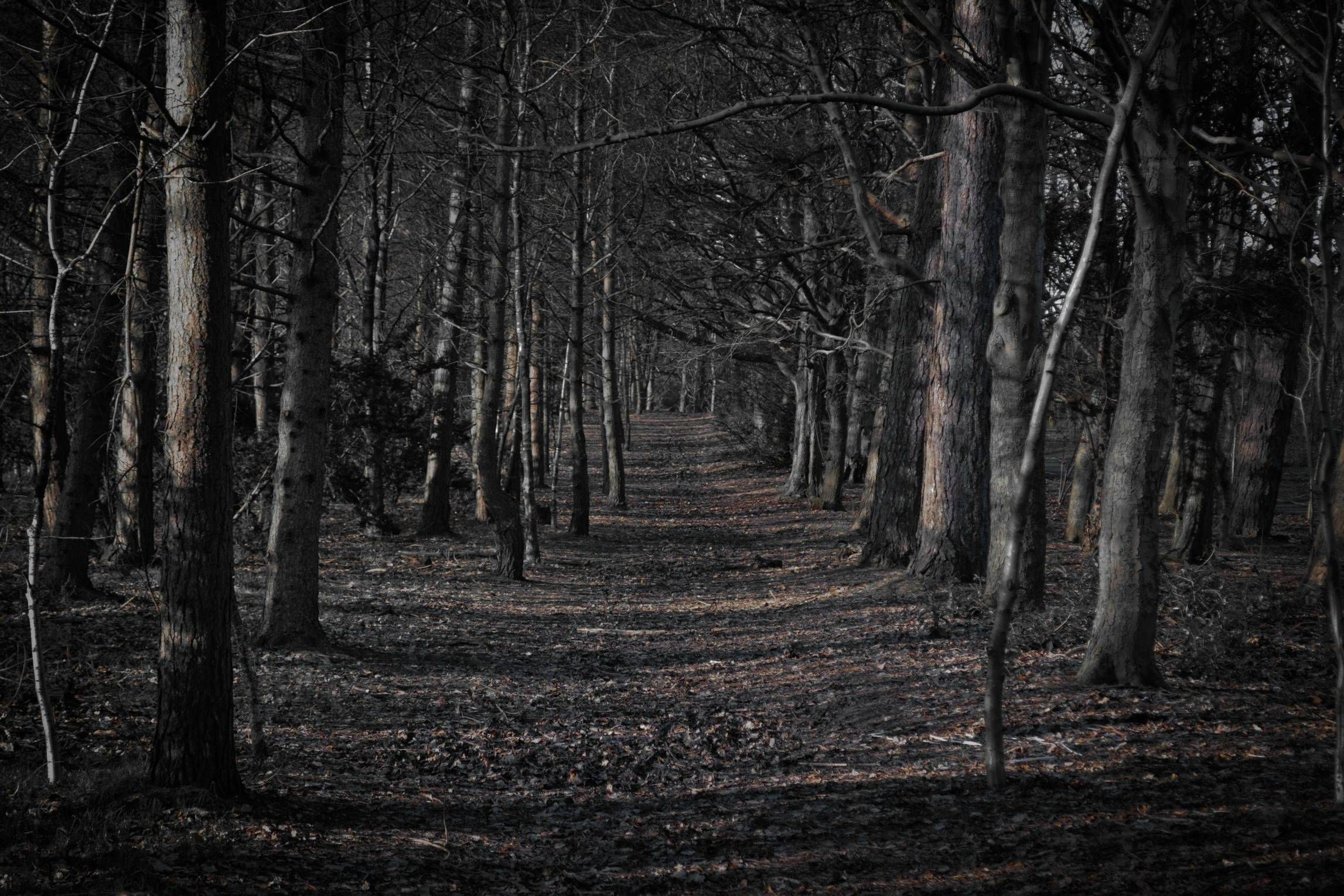2294x1530 Scary Forest Wallpapers Top Free Scary Forest Backgrounds